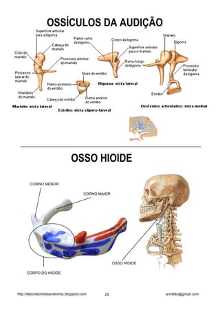 OSSÍCULOS DA AUDIÇÃO




                               OSSO HIOIDE

       CORNO MENOR

                                       CORNO MAIOR




                                                     OSSO HIOIDE

     CORPO DO HIOIDE




http://laboratoriodeanatomia.blogspot.com      25                  arn4ldo@gmail.com
 