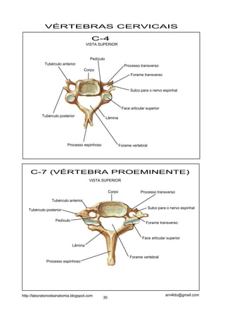 VÉRTEBRAS CERVICAIS

                                         C-4
                                       VISTA SUPERIOR


                                         Pedículo
             Tubérculo anterior                                 Processo transverso
                                      Corpo
                                                                   Forame transverso



                                                                   Sulco para o nervo espinhal



                                                              Face articular superior

           Tubérculo posterior
                                                    Lâmina




                          Processo espinhoso                 Forame vertebral




    C-7 (VÉRTEBRA PROEMINENTE)
                                        VISTA SUPERIOR

                                                     Corpo               Processo transverso

                 Tubérculo anterior
                                                                                Sulco para o nervo espinhal
   Tubérculo posterior

                   Pedículo
                                                                            Forame transverso



                                                                          Face articular superior
                              Lâmina


                                                                   Forame vertebral
              Processo espinhoso




http://laboratoriodeanatomia.blogspot.com                                                 arn4ldo@gmail.com
                                                30
 