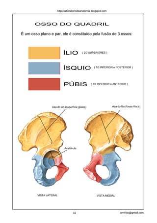 http://laboratoriodeanatomia.blogspot.com




       OSSO DO QUADRIL

É um osso plano e par, ele é constituído pela fusão de 3 ossos:



                            ÍLIO             ( 2/3 SUPERIORES )




                            ÍSQUIO                    ( 1/3 INFERIOR e POSTERIOR )




                            PÚBIS                   ( 1/3 INFERIOR e ANTERIOR )




                  Asa do ìlio (superfície glútea)                  Asa do Ílio (fossa ilíaca)




                             Acetábulo




         VISTA LATERAL                                  VISTA MEDIAL




                                     42                                   arn4ldo@gmail.com
 