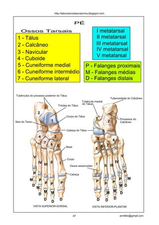 http://laboratoriodeanatomia.blogspot.com


                                                   PÉ
    Ossos Tarsais                                                  I metatarsal
 1 - Tálus                                                         II metatarsal
 2 - Calcâneo                                                      III metatarsal
                                                                   IV metatarsal
 3 - Navicular
                                                                   V metatarsal
 4 - Cuboide
 5 - Cuneiforme medial                                       P - Falanges proximais
 6 - Cuneiforme intermédio                                   M - Falanges médias
 7 - Cuneiforme lateral                                      D - Falanges distais


Tubérculos do processo posterior do Tálus
                                                                                    Tuberosidade do Calcâneo
                                                        Tubérculo medial
                                                        do Tálus
                                    Tróclea do Tálus

                    2
                                            Corpo do Tálus
                                                                  1                            Processos do
Seio do Tarso               1                                                   2              Calcâneo


                                            Cabeça do Tálus

                    4           3
                                                                   3                  4
                        7   6       5                                  6 7
                                            Base
                                                                  5

                V                                                                              V
                                            Corpo
                    IV III II           I                                                 IV
                                              Ossos sesamoides
                                                                   I       II       III

                P                                                                                  P
                                              Cabeça

           M        P                                                                          P       M
                                        P                          P                  P
                        P P                                                 P
            D                                                                                  M D
                    M
                    D
                        M   M                                               M M D
                        D
                            D
                                        D                          D        D D
                VISTA SUPERIOR-DORSAL                           VISTA INFERIOR-PLANTAR


                                                   47                                          arn4ldo@gmail.com
 