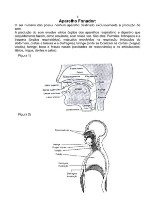 4
Aparelho Fonador:
O ser humano não possui nenhum aparelho destinado exclusivamente à produção do
som.
A produção do som envolve vários órgãos dos aparelhos respiratório e digestivo que
conjuntamente fazem, como resultado, soar nossa voz. São eles: Pulmões, brônquios e a
traquéia (órgãos respiratórios), músculos envolvidos na respiração (músculos do
abdomem, costas e laterais e o diafragma), laringe (onde se localizam as cordas (pregas)
vocais), faringe, boca e fossas nasais (cavidades de ressonância) e os articuladores:
lábios, língua, dentes e palato.
Figura 1)
Figura 2)
 