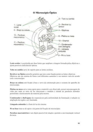 80
O Microscópio Óptico
Lente ocular é constituída por duas lentes que ampliam a imagem formada pelas objetivas e
ajusta possíveis deficiências ópticas.
Tubo ou canhão serve de suporte para as lentes oculares.
Revólver ou Óptico utensílio giratório que tem como função portar as lentes objetivas.
Objetivas são um sistema de lentes com diferentes aumentos e seu número varia de acordo
com o microscópio.
Braço ou coluna está fixado à base e serve de estruturação para o restante do aparelho de
microscopia.
Platina ou mesa serve como apoio para o material a ser observado, possui uma passagem de
vidro por onde os raios de luz atravessam e também é dotada de parafusos dentados
permitindo o deslocamento do material pela mesma.
Condensador e diafragma são responsáveis pela uniformidade da iluminação e redução ou
ampliação da região a ser iluminada.
Lâmpada embutida é a fonte de luz do sistema.
Pé ou base trata-se do apoio e do ponto de fixação do microscópio.
Parafuso macrométrico é um objeto passível de rotação e permite a movimentação vertical
da mesa.
 