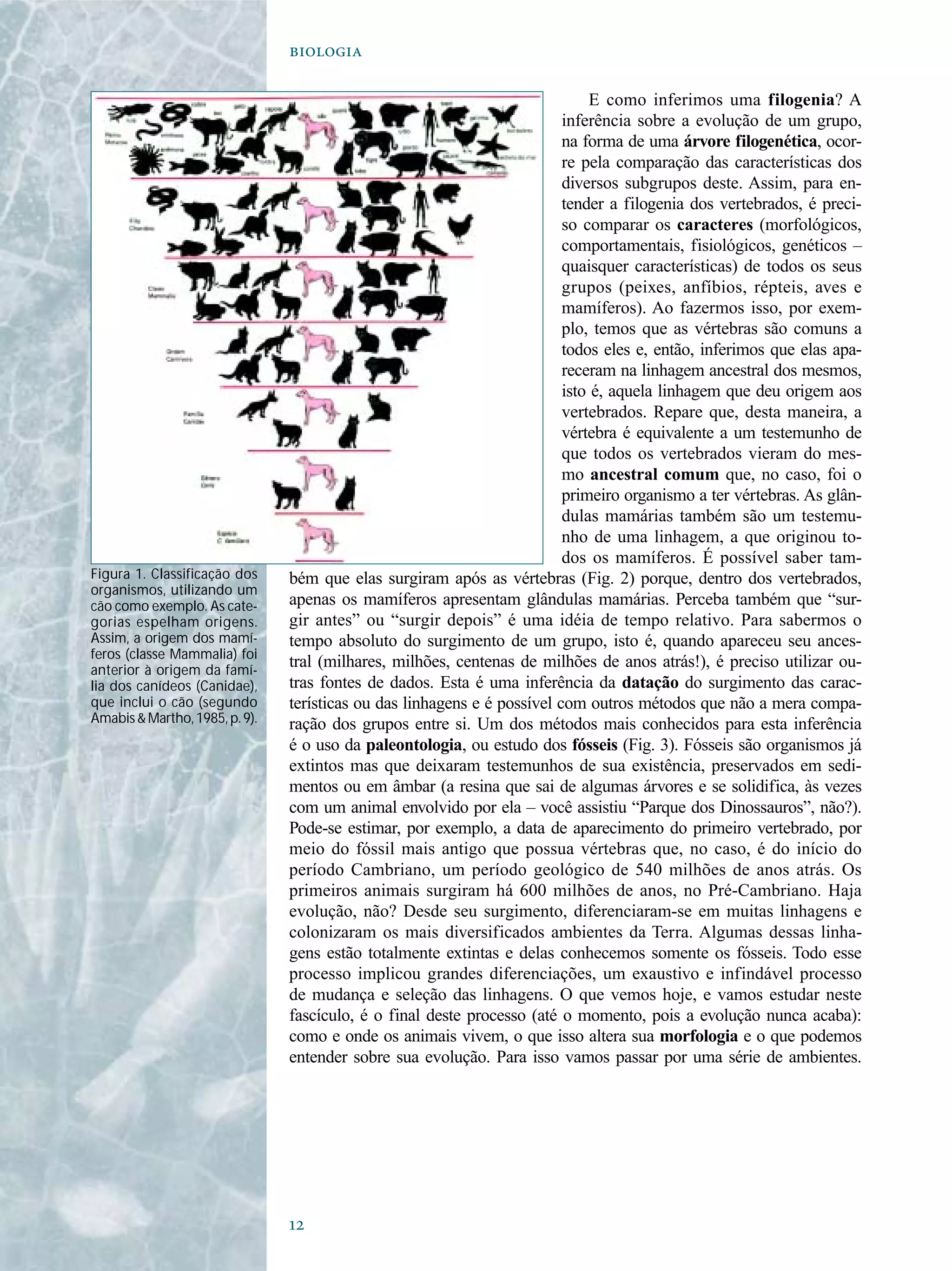 

E como inferimos uma filogenia? A
inferência sobre a evolução de um grupo,
na forma de uma árvore filogenética, ocor-
re pela comparação das características dos
diversos subgrupos deste. Assim, para en-
tender a filogenia dos vertebrados, é preci-
so comparar os caracteres (morfológicos,
comportamentais, fisiológicos, genéticos –
quaisquer características) de todos os seus
grupos (peixes, anfíbios, répteis, aves e
mamíferos). Ao fazermos isso, por exem-
plo, temos que as vértebras são comuns a
todos eles e, então, inferimos que elas apa-
receram na linhagem ancestral dos mesmos,
isto é, aquela linhagem que deu origem aos
vertebrados. Repare que, desta maneira, a
vértebra é equivalente a um testemunho de
que todos os vertebrados vieram do mes-
mo ancestral comum que, no caso, foi o
primeiro organismo a ter vértebras. As glân-
dulas mamárias também são um testemu-
nho de uma linhagem, a que originou to-
dos os mamíferos. É possível saber tam-
bém que elas surgiram após as vértebras (Fig. 2) porque, dentro dos vertebrados,
apenas os mamíferos apresentam glândulas mamárias. Perceba também que “sur-
gir antes” ou “surgir depois” é uma idéia de tempo relativo. Para sabermos o
tempo absoluto do surgimento de um grupo, isto é, quando apareceu seu ances-
tral (milhares, milhões, centenas de milhões de anos atrás!), é preciso utilizar ou-
tras fontes de dados. Esta é uma inferência da datação do surgimento das carac-
terísticas ou das linhagens e é possível com outros métodos que não a mera compa-
ração dos grupos entre si. Um dos métodos mais conhecidos para esta inferência
é o uso da paleontologia, ou estudo dos fósseis (Fig. 3). Fósseis são organismos já
extintos mas que deixaram testemunhos de sua existência, preservados em sedi-
mentos ou em âmbar (a resina que sai de algumas árvores e se solidifica, às vezes
com um animal envolvido por ela – você assistiu “Parque dos Dinossauros”, não?).
Pode-se estimar, por exemplo, a data de aparecimento do primeiro vertebrado, por
meio do fóssil mais antigo que possua vértebras que, no caso, é do início do
período Cambriano, um período geológico de 540 milhões de anos atrás. Os
primeiros animais surgiram há 600 milhões de anos, no Pré-Cambriano. Haja
evolução, não? Desde seu surgimento, diferenciaram-se em muitas linhagens e
colonizaram os mais diversificados ambientes da Terra. Algumas dessas linha-
gens estão totalmente extintas e delas conhecemos somente os fósseis. Todo esse
processo implicou grandes diferenciações, um exaustivo e infindável processo
de mudança e seleção das linhagens. O que vemos hoje, e vamos estudar neste
fascículo, é o final deste processo (até o momento, pois a evolução nunca acaba):
como e onde os animais vivem, o que isso altera sua morfologia e o que podemos
entender sobre sua evolução. Para isso vamos passar por uma série de ambientes.
Figura 1. Classificação dos
organismos, utilizando um
cão como exemplo. As cate-
gorias espelham origens.
Assim, a origem dos mamí-
feros (classe Mammalia) foi
anterior à origem da famí-
lia dos canídeos (Canidae),
que inclui o cão (segundo
Amabis&Martho,1985,p.9).
 