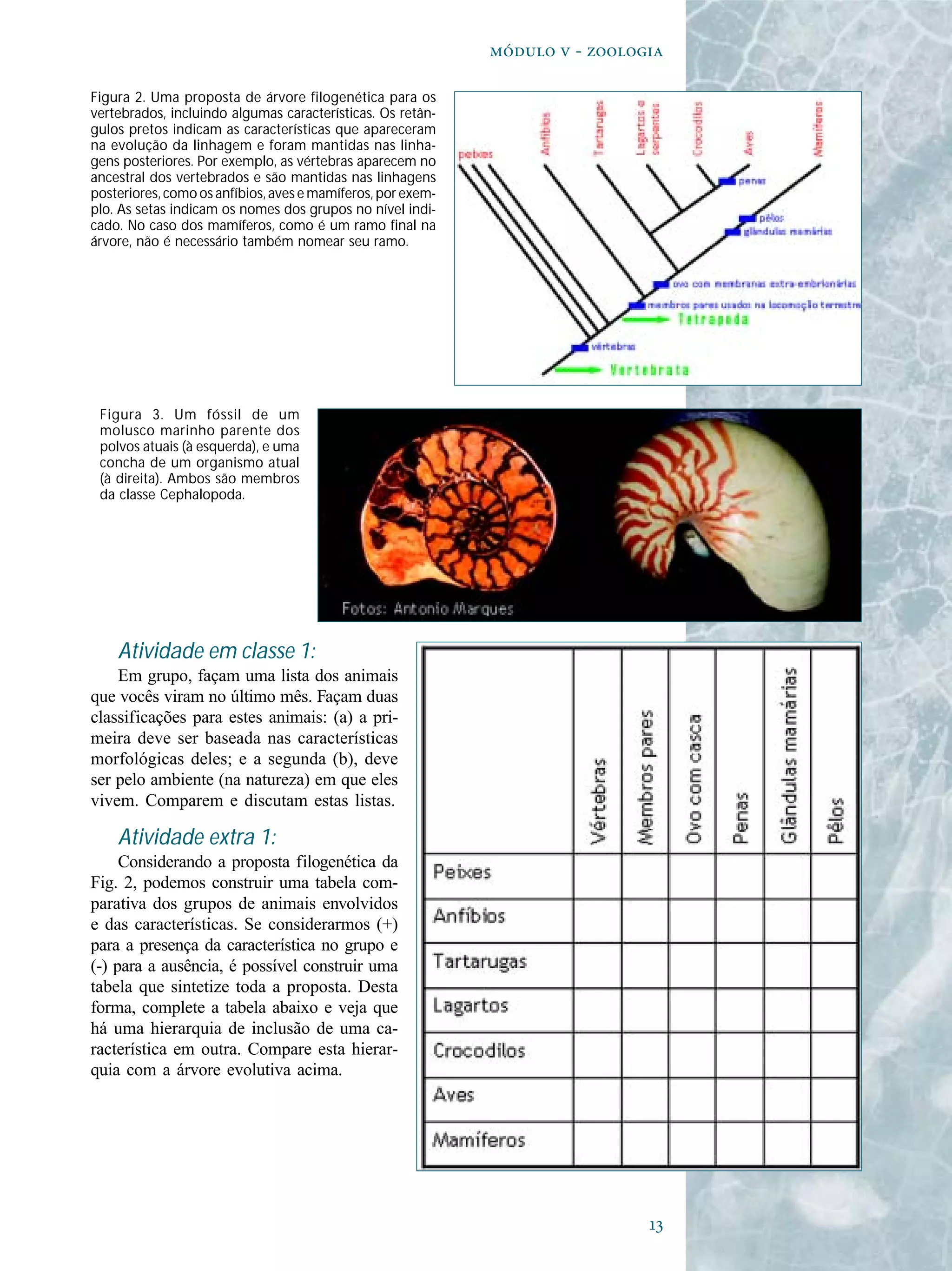 
  - 
Atividade em classe 1:
Em grupo, façam uma lista dos animais
que vocês viram no último mês. Façam duas
classificações para estes animais: (a) a pri-
meira deve ser baseada nas características
morfológicas deles; e a segunda (b), deve
ser pelo ambiente (na natureza) em que eles
vivem. Comparem e discutam estas listas.
Atividade extra 1:
Considerando a proposta filogenética da
Fig. 2, podemos construir uma tabela com-
parativa dos grupos de animais envolvidos
e das características. Se considerarmos (+)
para a presença da característica no grupo e
(-) para a ausência, é possível construir uma
tabela que sintetize toda a proposta. Desta
forma, complete a tabela abaixo e veja que
há uma hierarquia de inclusão de uma ca-
racterística em outra. Compare esta hierar-
quia com a árvore evolutiva acima.
Figura 3. Um fóssil de um
molusco marinho parente dos
polvos atuais (à esquerda), e uma
concha de um organismo atual
(à direita). Ambos são membros
da classe Cephalopoda.
Figura 2. Uma proposta de árvore filogenética para os
vertebrados, incluindo algumas características. Os retân-
gulos pretos indicam as características que apareceram
na evolução da linhagem e foram mantidas nas linha-
gens posteriores. Por exemplo, as vértebras aparecem no
ancestral dos vertebrados e são mantidas nas linhagens
posteriores, como os anfíbios, aves e mamíferos, por exem-
plo. As setas indicam os nomes dos grupos no nível indi-
cado. No caso dos mamíferos, como é um ramo final na
árvore, não é necessário também nomear seu ramo.
 