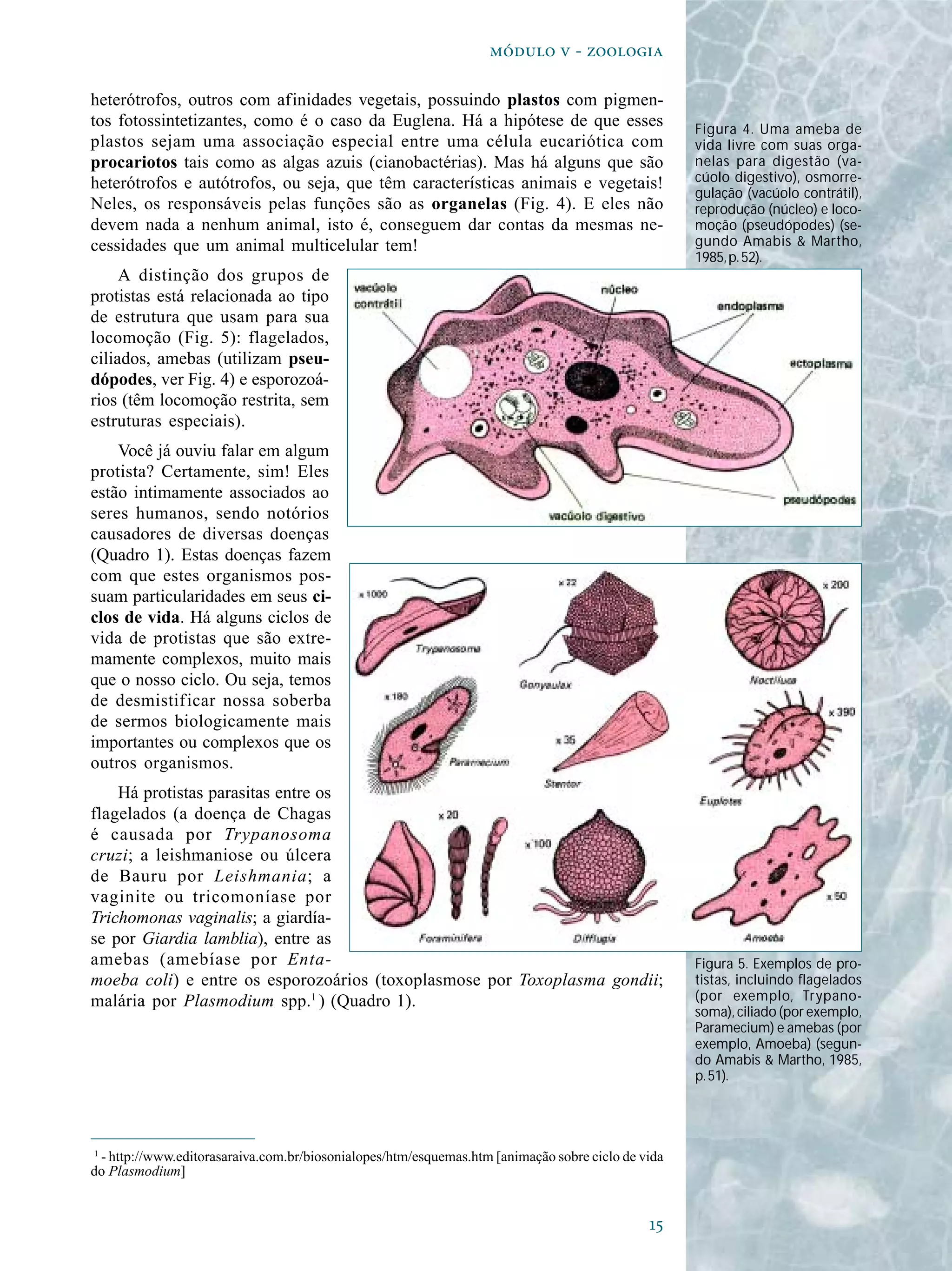 
  - 
heterótrofos, outros com afinidades vegetais, possuindo plastos com pigmen-
tos fotossintetizantes, como é o caso da Euglena. Há a hipótese de que esses
plastos sejam uma associação especial entre uma célula eucariótica com
procariotos tais como as algas azuis (cianobactérias). Mas há alguns que são
heterótrofos e autótrofos, ou seja, que têm características animais e vegetais!
Neles, os responsáveis pelas funções são as organelas (Fig. 4). E eles não
devem nada a nenhum animal, isto é, conseguem dar contas da mesmas ne-
cessidades que um animal multicelular tem!
A distinção dos grupos de
protistas está relacionada ao tipo
de estrutura que usam para sua
locomoção (Fig. 5): flagelados,
ciliados, amebas (utilizam pseu-
dópodes, ver Fig. 4) e esporozoá-
rios (têm locomoção restrita, sem
estruturas especiais).
Você já ouviu falar em algum
protista? Certamente, sim! Eles
estão intimamente associados ao
seres humanos, sendo notórios
causadores de diversas doenças
(Quadro 1). Estas doenças fazem
com que estes organismos pos-
suam particularidades em seus ci-
clos de vida. Há alguns ciclos de
vida de protistas que são extre-
mamente complexos, muito mais
que o nosso ciclo. Ou seja, temos
de desmistificar nossa soberba
de sermos biologicamente mais
importantes ou complexos que os
outros organismos.
Há protistas parasitas entre os
flagelados (a doença de Chagas
é causada por Trypanosoma
cruzi; a leishmaniose ou úlcera
de Bauru por Leishmania; a
vaginite ou tricomoníase por
Trichomonas vaginalis; a giardía-
se por Giardia lamblia), entre as
amebas (amebíase por Enta-
moeba coli) e entre os esporozoários (toxoplasmose por Toxoplasma gondii;
malária por Plasmodium spp.1
) (Quadro 1).
1
- http://www.editorasaraiva.com.br/biosonialopes/htm/esquemas.htm [animação sobre ciclo de vida
do Plasmodium]
Figura 5. Exemplos de pro-
tistas, incluindo flagelados
(por exemplo, Trypano-
soma), ciliado (por exemplo,
Paramecium) e amebas (por
exemplo, Amoeba) (segun-
do Amabis & Martho, 1985,
p.51).
Figura 4. Uma ameba de
vida livre com suas orga-
nelas para digestão (va-
cúolo digestivo), osmorre-
gulação (vacúolo contrátil),
reprodução (núcleo) e loco-
moção (pseudópodes) (se-
gundo Amabis & Martho,
1985,p.52).
 