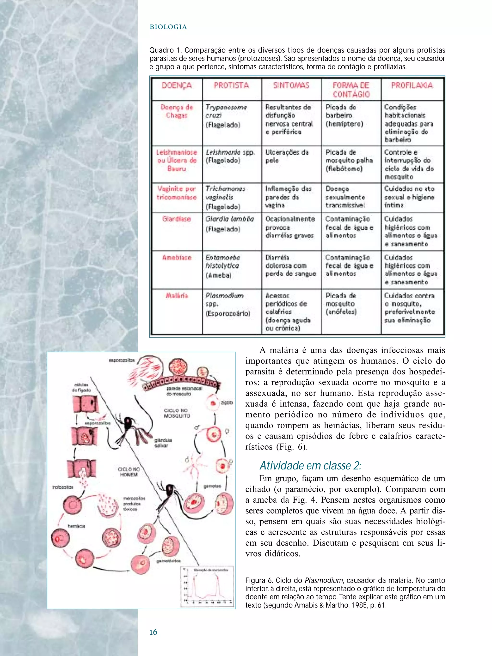 

A malária é uma das doenças infecciosas mais
importantes que atingem os humanos. O ciclo do
parasita é determinado pela presença dos hospedei-
ros: a reprodução sexuada ocorre no mosquito e a
assexuada, no ser humano. Esta reprodução asse-
xuada é intensa, fazendo com que haja grande au-
mento periódico no número de indivíduos que,
quando rompem as hemácias, liberam seus resídu-
os e causam episódios de febre e calafrios caracte-
rísticos (Fig. 6).
Atividade em classe 2:
Em grupo, façam um desenho esquemático de um
ciliado (o paramécio, por exemplo). Comparem com
a ameba da Fig. 4. Pensem nestes organismos como
seres completos que vivem na água doce. A partir dis-
so, pensem em quais são suas necessidades biológi-
cas e acrescente as estruturas responsáveis por essas
em seu desenho. Discutam e pesquisem em seus li-
vros didáticos.
Quadro 1. Comparação entre os diversos tipos de doenças causadas por alguns protistas
parasitas de seres humanos (protozooses). São apresentados o nome da doença, seu causador
e grupo a que pertence, sintomas característicos, forma de contágio e profilaxias.
Figura 6. Ciclo do Plasmodium, causador da malária. No canto
inferior, à direita, está representado o gráfico de temperatura do
doente em relação ao tempo. Tente explicar este gráfico em um
texto (segundo Amabis & Martho, 1985, p. 61.
 