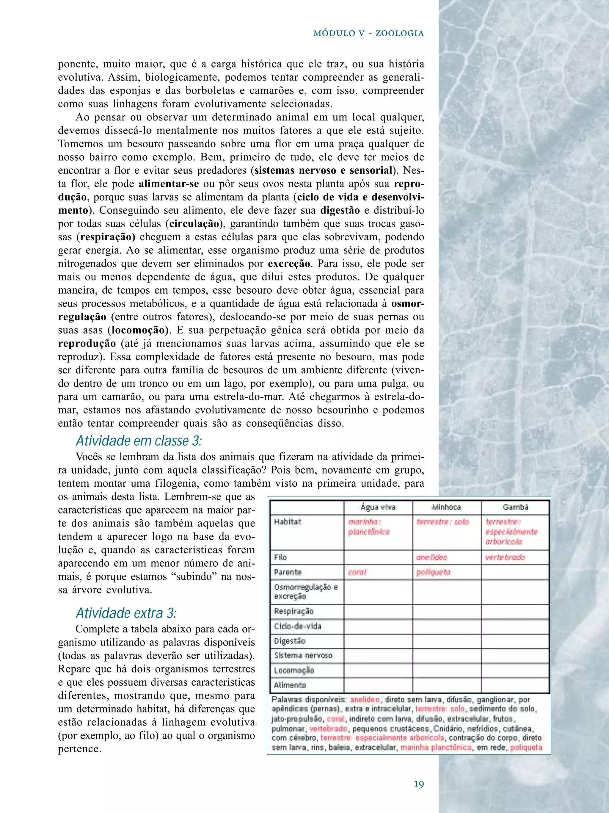 
  - 
ponente, muito maior, que é a carga histórica que ele traz, ou sua história
evolutiva. Assim, biologicamente, podemos tentar compreender as generali-
dades das esponjas e das borboletas e camarões e, com isso, compreender
como suas linhagens foram evolutivamente selecionadas.
Ao pensar ou observar um determinado animal em um local qualquer,
devemos dissecá-lo mentalmente nos muitos fatores a que ele está sujeito.
Tomemos um besouro passeando sobre uma flor em uma praça qualquer de
nosso bairro como exemplo. Bem, primeiro de tudo, ele deve ter meios de
encontrar a flor e evitar seus predadores (sistemas nervoso e sensorial). Nes-
ta flor, ele pode alimentar-se ou pôr seus ovos nesta planta após sua repro-
dução, porque suas larvas se alimentam da planta (ciclo de vida e desenvolvi-
mento). Conseguindo seu alimento, ele deve fazer sua digestão e distribuí-lo
por todas suas células (circulação), garantindo também que suas trocas gaso-
sas (respiração) cheguem a estas células para que elas sobrevivam, podendo
gerar energia. Ao se alimentar, esse organismo produz uma série de produtos
nitrogenados que devem ser eliminados por excreção. Para isso, ele pode ser
mais ou menos dependente de água, que dilui estes produtos. De qualquer
maneira, de tempos em tempos, esse besouro deve obter água, essencial para
seus processos metabólicos, e a quantidade de água está relacionada à osmor-
regulação (entre outros fatores), deslocando-se por meio de suas pernas ou
suas asas (locomoção). E sua perpetuação gênica será obtida por meio da
reprodução (até já mencionamos suas larvas acima, assumindo que ele se
reproduz). Essa complexidade de fatores está presente no besouro, mas pode
ser diferente para outra família de besouros de um ambiente diferente (viven-
do dentro de um tronco ou em um lago, por exemplo), ou para uma pulga, ou
para um camarão, ou para uma estrela-do-mar. Até chegarmos à estrela-do-
mar, estamos nos afastando evolutivamente de nosso besourinho e podemos
então tentar compreender quais são as conseqüências disso.
Atividade em classe 3:
Vocês se lembram da lista dos animais que fizeram na atividade da primei-
ra unidade, junto com aquela classificação? Pois bem, novamente em grupo,
tentem montar uma filogenia, como também visto na primeira unidade, para
os animais desta lista. Lembrem-se que as
características que aparecem na maior par-
te dos animais são também aquelas que
tendem a aparecer logo na base da evo-
lução e, quando as características forem
aparecendo em um menor número de ani-
mais, é porque estamos “subindo” na nos-
sa árvore evolutiva.
Atividade extra 3:
Complete a tabela abaixo para cada or-
ganismo utilizando as palavras disponíveis
(todas as palavras deverão ser utilizadas).
Repare que há dois organismos terrestres
e que eles possuem diversas características
diferentes, mostrando que, mesmo para
um determinado habitat, há diferenças que
estão relacionadas à linhagem evolutiva
(por exemplo, ao filo) ao qual o organismo
pertence.
 