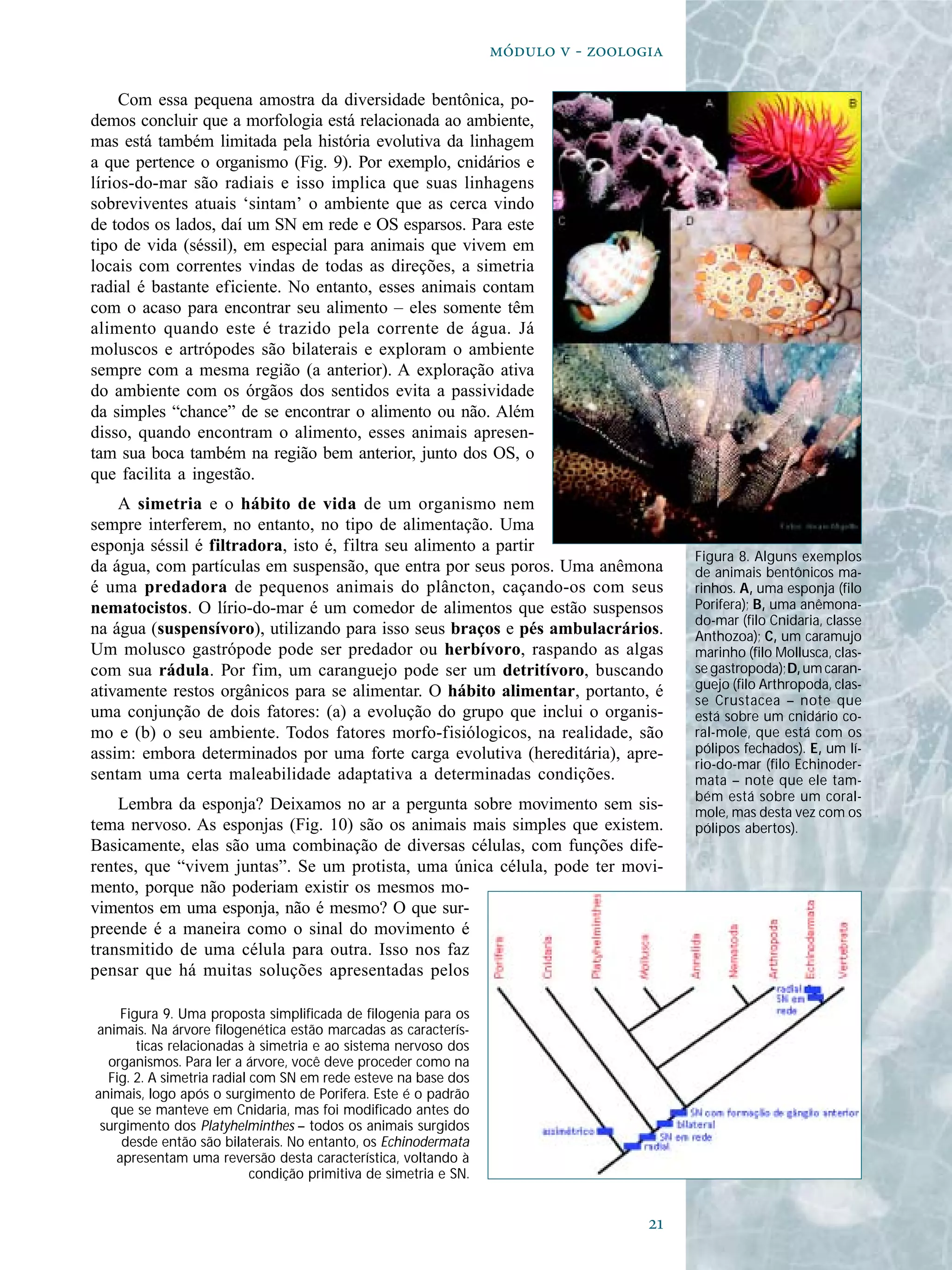 
  - 
Com essa pequena amostra da diversidade bentônica, po-
demos concluir que a morfologia está relacionada ao ambiente,
mas está também limitada pela história evolutiva da linhagem
a que pertence o organismo (Fig. 9). Por exemplo, cnidários e
lírios-do-mar são radiais e isso implica que suas linhagens
sobreviventes atuais ‘sintam’ o ambiente que as cerca vindo
de todos os lados, daí um SN em rede e OS esparsos. Para este
tipo de vida (séssil), em especial para animais que vivem em
locais com correntes vindas de todas as direções, a simetria
radial é bastante eficiente. No entanto, esses animais contam
com o acaso para encontrar seu alimento – eles somente têm
alimento quando este é trazido pela corrente de água. Já
moluscos e artrópodes são bilaterais e exploram o ambiente
sempre com a mesma região (a anterior). A exploração ativa
do ambiente com os órgãos dos sentidos evita a passividade
da simples “chance” de se encontrar o alimento ou não. Além
disso, quando encontram o alimento, esses animais apresen-
tam sua boca também na região bem anterior, junto dos OS, o
que facilita a ingestão.
A simetria e o hábito de vida de um organismo nem
sempre interferem, no entanto, no tipo de alimentação. Uma
esponja séssil é filtradora, isto é, filtra seu alimento a partir
da água, com partículas em suspensão, que entra por seus poros. Uma anêmona
é uma predadora de pequenos animais do plâncton, caçando-os com seus
nematocistos. O lírio-do-mar é um comedor de alimentos que estão suspensos
na água (suspensívoro), utilizando para isso seus braços e pés ambulacrários.
Um molusco gastrópode pode ser predador ou herbívoro, raspando as algas
com sua rádula. Por fim, um caranguejo pode ser um detritívoro, buscando
ativamente restos orgânicos para se alimentar. O hábito alimentar, portanto, é
uma conjunção de dois fatores: (a) a evolução do grupo que inclui o organis-
mo e (b) o seu ambiente. Todos fatores morfo-fisiólogicos, na realidade, são
assim: embora determinados por uma forte carga evolutiva (hereditária), apre-
sentam uma certa maleabilidade adaptativa a determinadas condições.
Lembra da esponja? Deixamos no ar a pergunta sobre movimento sem sis-
tema nervoso. As esponjas (Fig. 10) são os animais mais simples que existem.
Basicamente, elas são uma combinação de diversas células, com funções dife-
rentes, que “vivem juntas”. Se um protista, uma única célula, pode ter movi-
mento, porque não poderiam existir os mesmos mo-
vimentos em uma esponja, não é mesmo? O que sur-
preende é a maneira como o sinal do movimento é
transmitido de uma célula para outra. Isso nos faz
pensar que há muitas soluções apresentadas pelos
Figura 9. Uma proposta simplificada de filogenia para os
animais. Na árvore filogenética estão marcadas as caracterís-
ticas relacionadas à simetria e ao sistema nervoso dos
organismos. Para ler a árvore, você deve proceder como na
Fig. 2. A simetria radial com SN em rede esteve na base dos
animais, logo após o surgimento de Porifera. Este é o padrão
que se manteve em Cnidaria, mas foi modificado antes do
surgimento dos Platyhelminthes – todos os animais surgidos
desde então são bilaterais. No entanto, os Echinodermata
apresentam uma reversão desta característica, voltando à
condição primitiva de simetria e SN.
Figura 8. Alguns exemplos
de animais bentônicos ma-
rinhos. A, uma esponja (filo
Porifera); B, uma anêmona-
do-mar (filo Cnidaria, classe
Anthozoa); C, um caramujo
marinho (filo Mollusca, clas-
se gastropoda);D,um caran-
guejo (filo Arthropoda, clas-
se Crustacea – note que
está sobre um cnidário co-
ral-mole, que está com os
pólipos fechados). E, um lí-
rio-do-mar (filo Echinoder-
mata – note que ele tam-
bém está sobre um coral-
mole, mas desta vez com os
pólipos abertos).
 