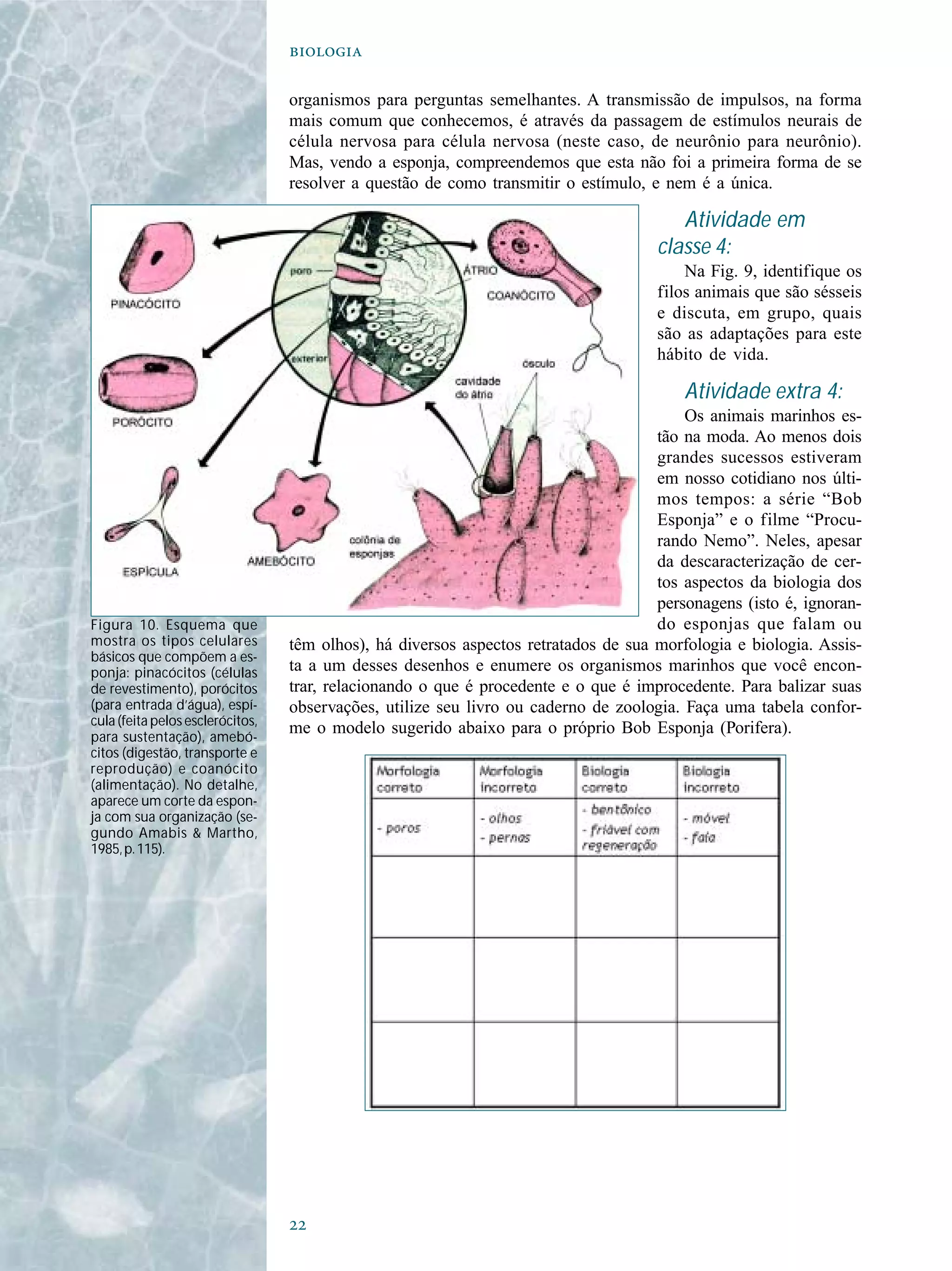 

organismos para perguntas semelhantes. A transmissão de impulsos, na forma
mais comum que conhecemos, é através da passagem de estímulos neurais de
célula nervosa para célula nervosa (neste caso, de neurônio para neurônio).
Mas, vendo a esponja, compreendemos que esta não foi a primeira forma de se
resolver a questão de como transmitir o estímulo, e nem é a única.
Atividade em
classe 4:
Na Fig. 9, identifique os
filos animais que são sésseis
e discuta, em grupo, quais
são as adaptações para este
hábito de vida.
Atividade extra 4:
Os animais marinhos es-
tão na moda. Ao menos dois
grandes sucessos estiveram
em nosso cotidiano nos últi-
mos tempos: a série “Bob
Esponja” e o filme “Procu-
rando Nemo”. Neles, apesar
da descaracterização de cer-
tos aspectos da biologia dos
personagens (isto é, ignoran-
do esponjas que falam ou
têm olhos), há diversos aspectos retratados de sua morfologia e biologia. Assis-
ta a um desses desenhos e enumere os organismos marinhos que você encon-
trar, relacionando o que é procedente e o que é improcedente. Para balizar suas
observações, utilize seu livro ou caderno de zoologia. Faça uma tabela confor-
me o modelo sugerido abaixo para o próprio Bob Esponja (Porifera).
Figura 10. Esquema que
mostra os tipos celulares
básicos que compõem a es-
ponja: pinacócitos (células
de revestimento), porócitos
(para entrada d’água), espí-
cula (feita pelos esclerócitos,
para sustentação), amebó-
citos (digestão, transporte e
reprodução) e coanócito
(alimentação). No detalhe,
aparece um corte da espon-
ja com sua organização (se-
gundo Amabis & Martho,
1985,p.115).
 