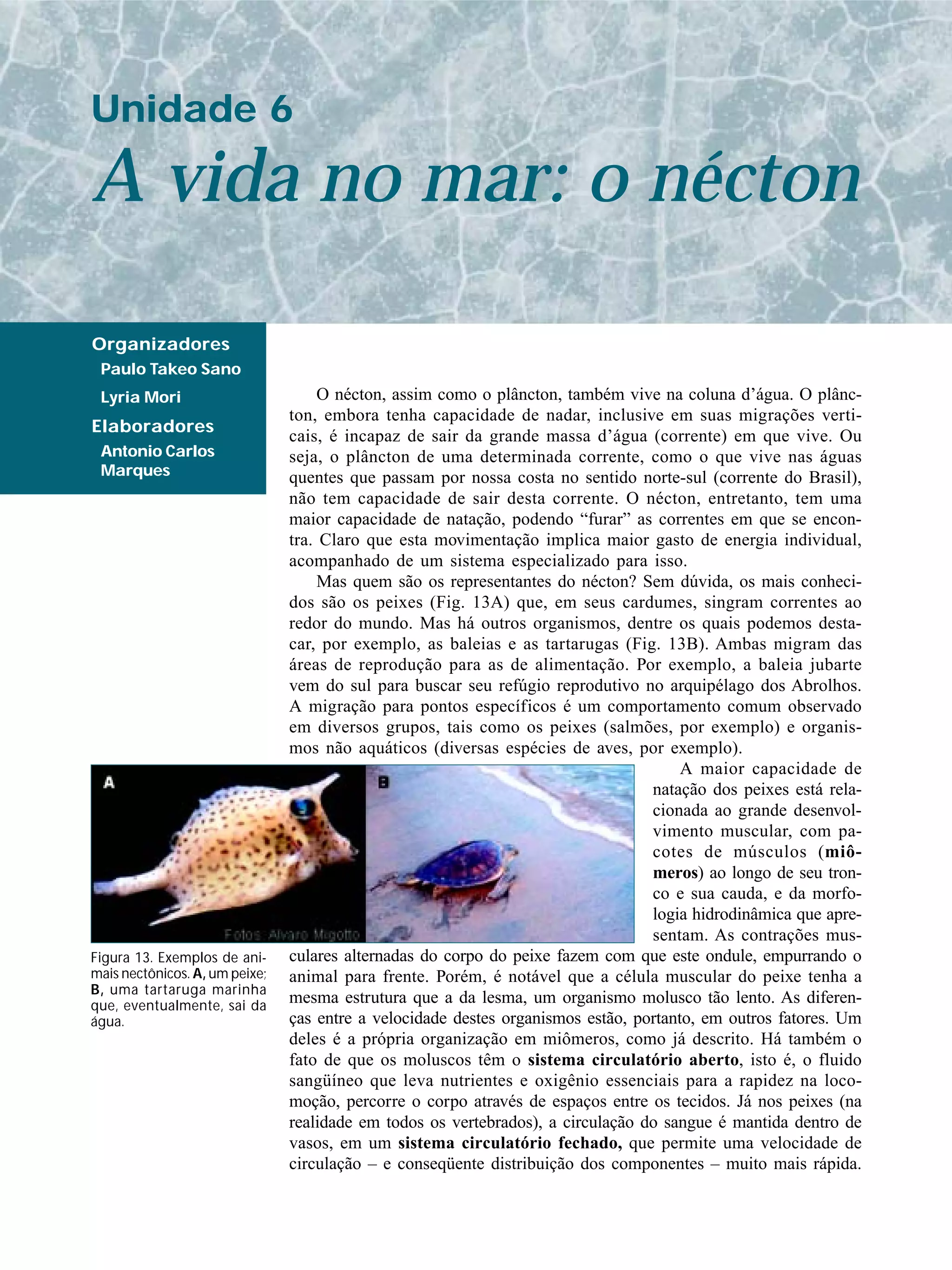A vida no mar: o nécton
Unidade 6
Organizadores
Paulo Takeo Sano
Lyria Mori
Elaboradores
Antonio Carlos
Marques
O nécton, assim como o plâncton, também vive na coluna d’água. O plânc-
ton, embora tenha capacidade de nadar, inclusive em suas migrações verti-
cais, é incapaz de sair da grande massa d’água (corrente) em que vive. Ou
seja, o plâncton de uma determinada corrente, como o que vive nas águas
quentes que passam por nossa costa no sentido norte-sul (corrente do Brasil),
não tem capacidade de sair desta corrente. O nécton, entretanto, tem uma
maior capacidade de natação, podendo “furar” as correntes em que se encon-
tra. Claro que esta movimentação implica maior gasto de energia individual,
acompanhado de um sistema especializado para isso.
Mas quem são os representantes do nécton? Sem dúvida, os mais conheci-
dos são os peixes (Fig. 13A) que, em seus cardumes, singram correntes ao
redor do mundo. Mas há outros organismos, dentre os quais podemos desta-
car, por exemplo, as baleias e as tartarugas (Fig. 13B). Ambas migram das
áreas de reprodução para as de alimentação. Por exemplo, a baleia jubarte
vem do sul para buscar seu refúgio reprodutivo no arquipélago dos Abrolhos.
A migração para pontos específicos é um comportamento comum observado
em diversos grupos, tais como os peixes (salmões, por exemplo) e organis-
mos não aquáticos (diversas espécies de aves, por exemplo).
A maior capacidade de
natação dos peixes está rela-
cionada ao grande desenvol-
vimento muscular, com pa-
cotes de músculos (miô-
meros) ao longo de seu tron-
co e sua cauda, e da morfo-
logia hidrodinâmica que apre-
sentam. As contrações mus-
culares alternadas do corpo do peixe fazem com que este ondule, empurrando o
animal para frente. Porém, é notável que a célula muscular do peixe tenha a
mesma estrutura que a da lesma, um organismo molusco tão lento. As diferen-
ças entre a velocidade destes organismos estão, portanto, em outros fatores. Um
deles é a própria organização em miômeros, como já descrito. Há também o
fato de que os moluscos têm o sistema circulatório aberto, isto é, o fluido
sangüíneo que leva nutrientes e oxigênio essenciais para a rapidez na loco-
moção, percorre o corpo através de espaços entre os tecidos. Já nos peixes (na
realidade em todos os vertebrados), a circulação do sangue é mantida dentro de
vasos, em um sistema circulatório fechado, que permite uma velocidade de
circulação – e conseqüente distribuição dos componentes – muito mais rápida.
Figura 13. Exemplos de ani-
mais nectônicos. A, um peixe;
B, uma tartaruga marinha
que, eventualmente, sai da
água.
 