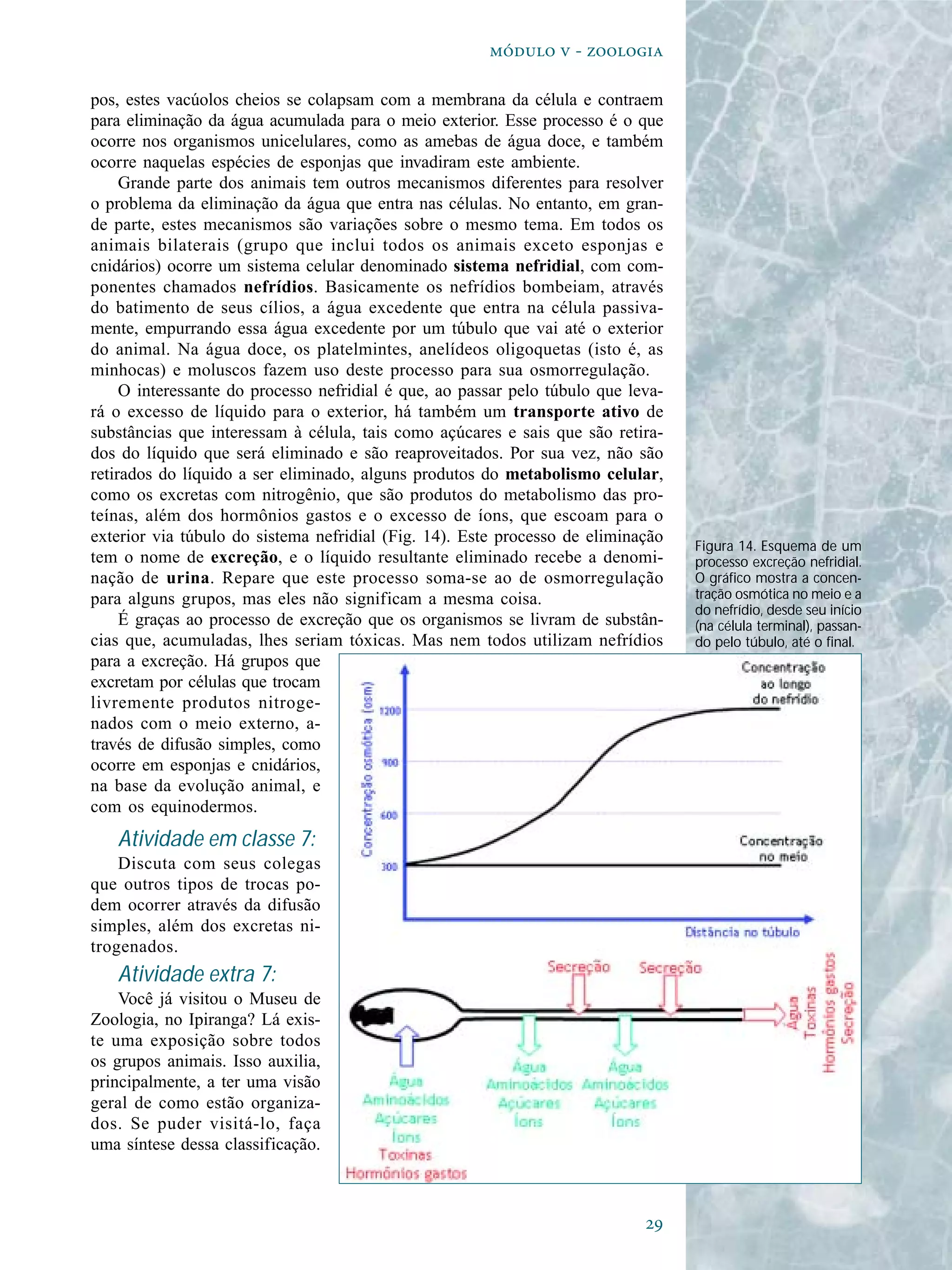 
  - 
pos, estes vacúolos cheios se colapsam com a membrana da célula e contraem
para eliminação da água acumulada para o meio exterior. Esse processo é o que
ocorre nos organismos unicelulares, como as amebas de água doce, e também
ocorre naquelas espécies de esponjas que invadiram este ambiente.
Grande parte dos animais tem outros mecanismos diferentes para resolver
o problema da eliminação da água que entra nas células. No entanto, em gran-
de parte, estes mecanismos são variações sobre o mesmo tema. Em todos os
animais bilaterais (grupo que inclui todos os animais exceto esponjas e
cnidários) ocorre um sistema celular denominado sistema nefridial, com com-
ponentes chamados nefrídios. Basicamente os nefrídios bombeiam, através
do batimento de seus cílios, a água excedente que entra na célula passiva-
mente, empurrando essa água excedente por um túbulo que vai até o exterior
do animal. Na água doce, os platelmintes, anelídeos oligoquetas (isto é, as
minhocas) e moluscos fazem uso deste processo para sua osmorregulação.
O interessante do processo nefridial é que, ao passar pelo túbulo que leva-
rá o excesso de líquido para o exterior, há também um transporte ativo de
substâncias que interessam à célula, tais como açúcares e sais que são retira-
dos do líquido que será eliminado e são reaproveitados. Por sua vez, não são
retirados do líquido a ser eliminado, alguns produtos do metabolismo celular,
como os excretas com nitrogênio, que são produtos do metabolismo das pro-
teínas, além dos hormônios gastos e o excesso de íons, que escoam para o
exterior via túbulo do sistema nefridial (Fig. 14). Este processo de eliminação
tem o nome de excreção, e o líquido resultante eliminado recebe a denomi-
nação de urina. Repare que este processo soma-se ao de osmorregulação
para alguns grupos, mas eles não significam a mesma coisa.
É graças ao processo de excreção que os organismos se livram de substân-
cias que, acumuladas, lhes seriam tóxicas. Mas nem todos utilizam nefrídios
para a excreção. Há grupos que
excretam por células que trocam
livremente produtos nitroge-
nados com o meio externo, a-
través de difusão simples, como
ocorre em esponjas e cnidários,
na base da evolução animal, e
com os equinodermos.
Atividade em classe 7:
Discuta com seus colegas
que outros tipos de trocas po-
dem ocorrer através da difusão
simples, além dos excretas ni-
trogenados.
Atividade extra 7:
Você já visitou o Museu de
Zoologia, no Ipiranga? Lá exis-
te uma exposição sobre todos
os grupos animais. Isso auxilia,
principalmente, a ter uma visão
geral de como estão organiza-
dos. Se puder visitá-lo, faça
uma síntese dessa classificação.
Figura 14. Esquema de um
processo excreção nefridial.
O gráfico mostra a concen-
tração osmótica no meio e a
do nefrídio, desde seu início
(na célula terminal), passan-
do pelo túbulo, até o final.
 