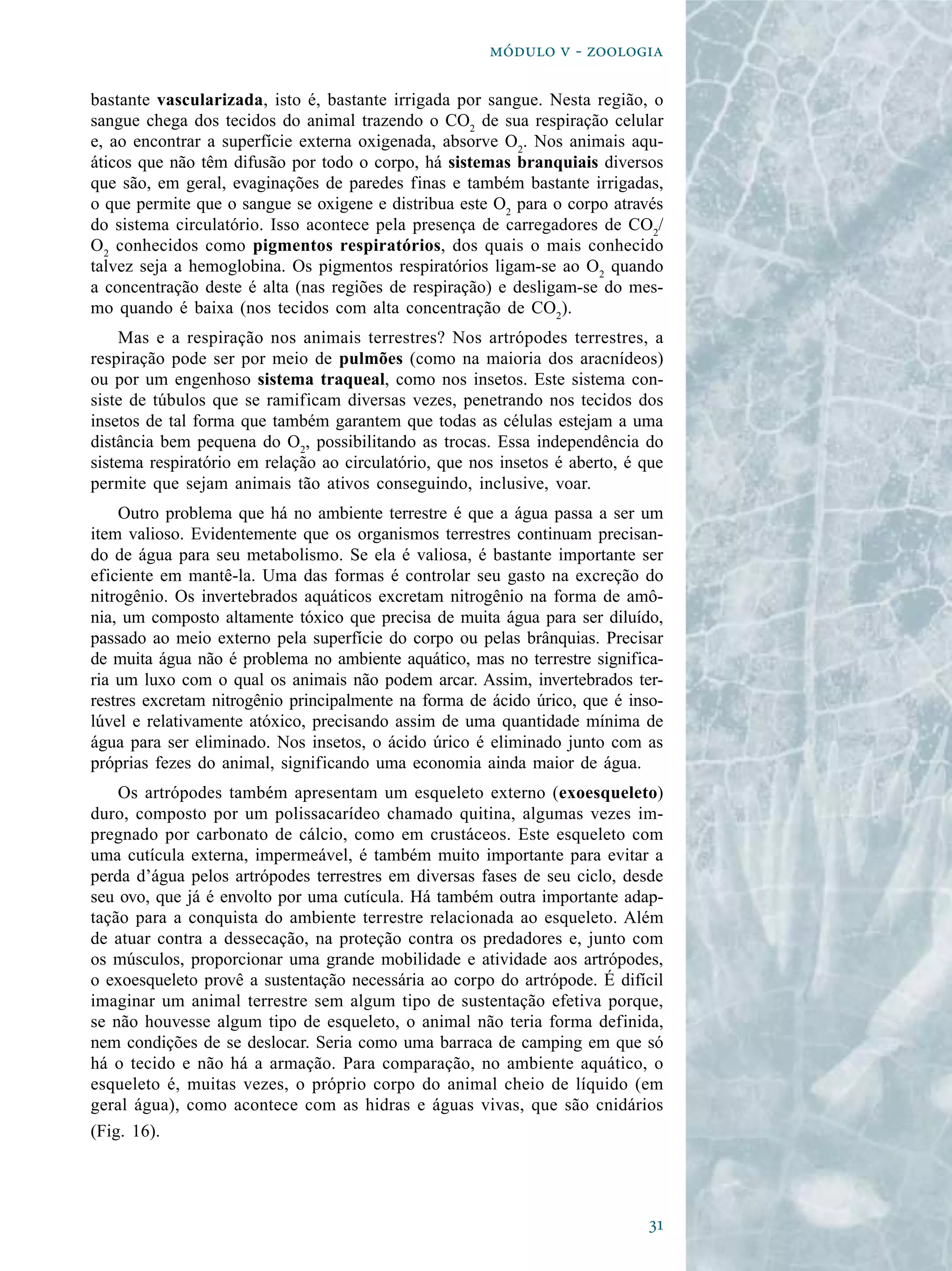 
  - 
bastante vascularizada, isto é, bastante irrigada por sangue. Nesta região, o
sangue chega dos tecidos do animal trazendo o CO2
de sua respiração celular
e, ao encontrar a superfície externa oxigenada, absorve O2
. Nos animais aqu-
áticos que não têm difusão por todo o corpo, há sistemas branquiais diversos
que são, em geral, evaginações de paredes finas e também bastante irrigadas,
o que permite que o sangue se oxigene e distribua este O2
para o corpo através
do sistema circulatório. Isso acontece pela presença de carregadores de CO2
/
O2
conhecidos como pigmentos respiratórios, dos quais o mais conhecido
talvez seja a hemoglobina. Os pigmentos respiratórios ligam-se ao O2
quando
a concentração deste é alta (nas regiões de respiração) e desligam-se do mes-
mo quando é baixa (nos tecidos com alta concentração de CO2
).
Mas e a respiração nos animais terrestres? Nos artrópodes terrestres, a
respiração pode ser por meio de pulmões (como na maioria dos aracnídeos)
ou por um engenhoso sistema traqueal, como nos insetos. Este sistema con-
siste de túbulos que se ramificam diversas vezes, penetrando nos tecidos dos
insetos de tal forma que também garantem que todas as células estejam a uma
distância bem pequena do O2
, possibilitando as trocas. Essa independência do
sistema respiratório em relação ao circulatório, que nos insetos é aberto, é que
permite que sejam animais tão ativos conseguindo, inclusive, voar.
Outro problema que há no ambiente terrestre é que a água passa a ser um
item valioso. Evidentemente que os organismos terrestres continuam precisan-
do de água para seu metabolismo. Se ela é valiosa, é bastante importante ser
eficiente em mantê-la. Uma das formas é controlar seu gasto na excreção do
nitrogênio. Os invertebrados aquáticos excretam nitrogênio na forma de amô-
nia, um composto altamente tóxico que precisa de muita água para ser diluído,
passado ao meio externo pela superfície do corpo ou pelas brânquias. Precisar
de muita água não é problema no ambiente aquático, mas no terrestre significa-
ria um luxo com o qual os animais não podem arcar. Assim, invertebrados ter-
restres excretam nitrogênio principalmente na forma de ácido úrico, que é inso-
lúvel e relativamente atóxico, precisando assim de uma quantidade mínima de
água para ser eliminado. Nos insetos, o ácido úrico é eliminado junto com as
próprias fezes do animal, significando uma economia ainda maior de água.
Os artrópodes também apresentam um esqueleto externo (exoesqueleto)
duro, composto por um polissacarídeo chamado quitina, algumas vezes im-
pregnado por carbonato de cálcio, como em crustáceos. Este esqueleto com
uma cutícula externa, impermeável, é também muito importante para evitar a
perda d’água pelos artrópodes terrestres em diversas fases de seu ciclo, desde
seu ovo, que já é envolto por uma cutícula. Há também outra importante adap-
tação para a conquista do ambiente terrestre relacionada ao esqueleto. Além
de atuar contra a dessecação, na proteção contra os predadores e, junto com
os músculos, proporcionar uma grande mobilidade e atividade aos artrópodes,
o exoesqueleto provê a sustentação necessária ao corpo do artrópode. É difícil
imaginar um animal terrestre sem algum tipo de sustentação efetiva porque,
se não houvesse algum tipo de esqueleto, o animal não teria forma definida,
nem condições de se deslocar. Seria como uma barraca de camping em que só
há o tecido e não há a armação. Para comparação, no ambiente aquático, o
esqueleto é, muitas vezes, o próprio corpo do animal cheio de líquido (em
geral água), como acontece com as hidras e águas vivas, que são cnidários
(Fig. 16).
 