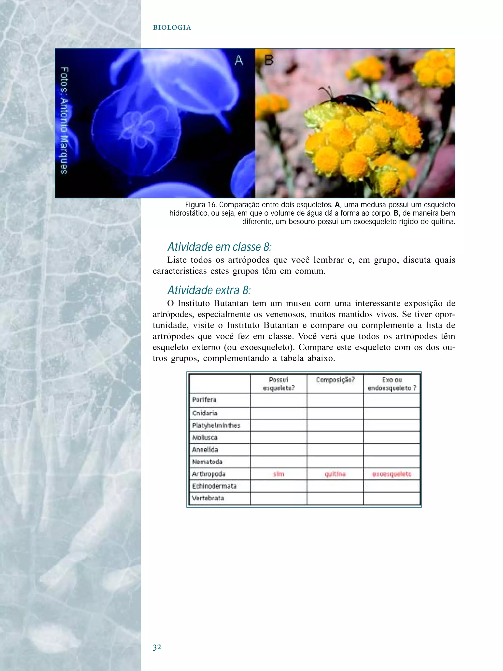 

Atividade em classe 8:
Liste todos os artrópodes que você lembrar e, em grupo, discuta quais
características estes grupos têm em comum.
Atividade extra 8:
O Instituto Butantan tem um museu com uma interessante exposição de
artrópodes, especialmente os venenosos, muitos mantidos vivos. Se tiver opor-
tunidade, visite o Instituto Butantan e compare ou complemente a lista de
artrópodes que você fez em classe. Você verá que todos os artrópodes têm
esqueleto externo (ou exoesqueleto). Compare este esqueleto com os dos ou-
tros grupos, complementando a tabela abaixo.
Figura 16. Comparação entre dois esqueletos. A, uma medusa possui um esqueleto
hidrostático, ou seja, em que o volume de água dá a forma ao corpo. B, de maneira bem
diferente, um besouro possui um exoesqueleto rígido de quitina.
 