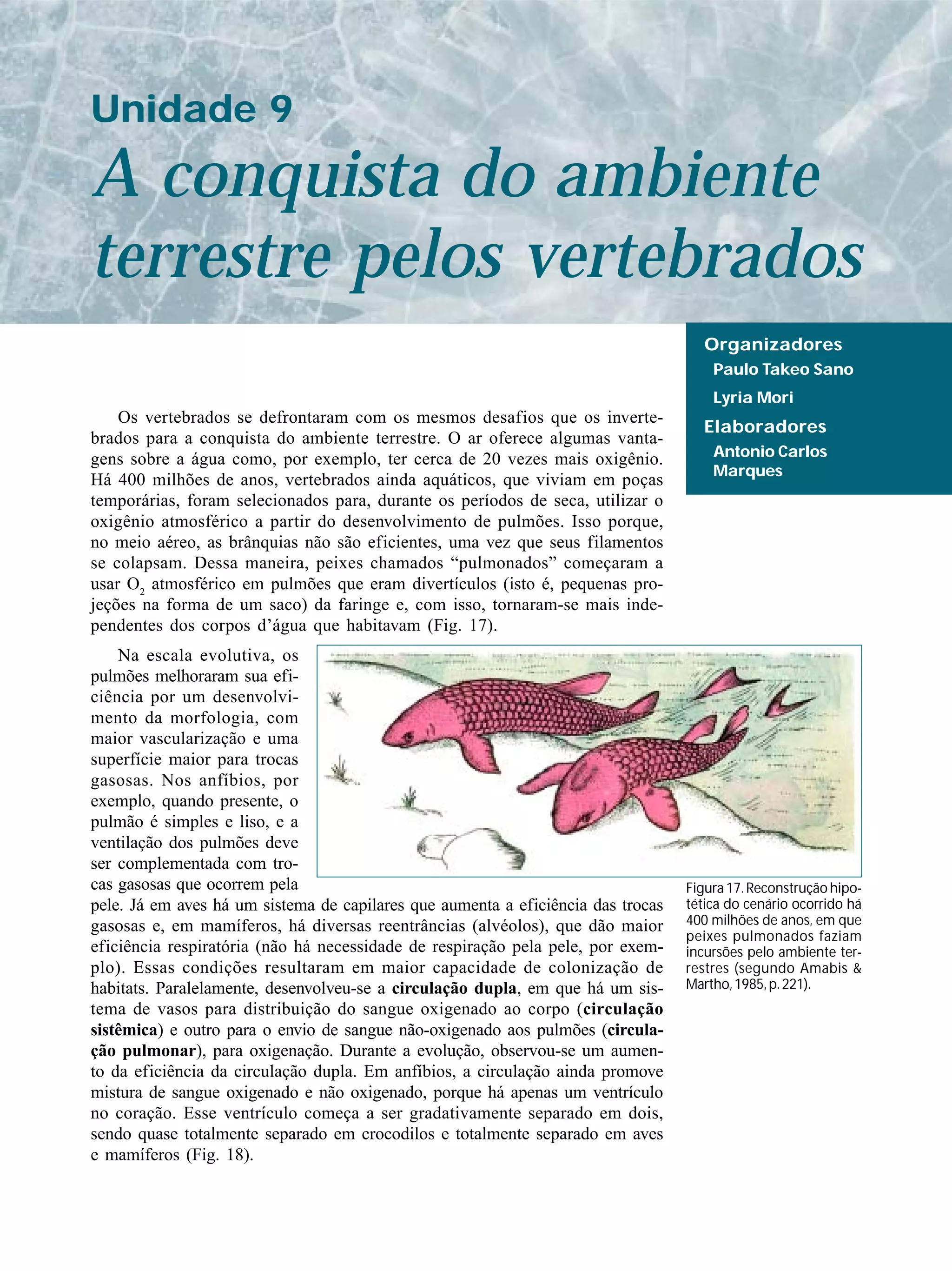 Os vertebrados se defrontaram com os mesmos desafios que os inverte-
brados para a conquista do ambiente terrestre. O ar oferece algumas vanta-
gens sobre a água como, por exemplo, ter cerca de 20 vezes mais oxigênio.
Há 400 milhões de anos, vertebrados ainda aquáticos, que viviam em poças
temporárias, foram selecionados para, durante os períodos de seca, utilizar o
oxigênio atmosférico a partir do desenvolvimento de pulmões. Isso porque,
no meio aéreo, as brânquias não são eficientes, uma vez que seus filamentos
se colapsam. Dessa maneira, peixes chamados “pulmonados” começaram a
usar O2
atmosférico em pulmões que eram divertículos (isto é, pequenas pro-
jeções na forma de um saco) da faringe e, com isso, tornaram-se mais inde-
pendentes dos corpos d’água que habitavam (Fig. 17).
Na escala evolutiva, os
pulmões melhoraram sua efi-
ciência por um desenvolvi-
mento da morfologia, com
maior vascularização e uma
superfície maior para trocas
gasosas. Nos anfíbios, por
exemplo, quando presente, o
pulmão é simples e liso, e a
ventilação dos pulmões deve
ser complementada com tro-
cas gasosas que ocorrem pela
pele. Já em aves há um sistema de capilares que aumenta a eficiência das trocas
gasosas e, em mamíferos, há diversas reentrâncias (alvéolos), que dão maior
eficiência respiratória (não há necessidade de respiração pela pele, por exem-
plo). Essas condições resultaram em maior capacidade de colonização de
habitats. Paralelamente, desenvolveu-se a circulação dupla, em que há um sis-
tema de vasos para distribuição do sangue oxigenado ao corpo (circulação
sistêmica) e outro para o envio de sangue não-oxigenado aos pulmões (circula-
ção pulmonar), para oxigenação. Durante a evolução, observou-se um aumen-
to da eficiência da circulação dupla. Em anfíbios, a circulação ainda promove
mistura de sangue oxigenado e não oxigenado, porque há apenas um ventrículo
no coração. Esse ventrículo começa a ser gradativamente separado em dois,
sendo quase totalmente separado em crocodilos e totalmente separado em aves
e mamíferos (Fig. 18).
A conquista do ambiente
terrestre pelos vertebrados
Unidade 9
Organizadores
Paulo Takeo Sano
Lyria Mori
Elaboradores
Antonio Carlos
Marques
Figura 17. Reconstrução hipo-
tética do cenário ocorrido há
400 milhões de anos, em que
peixes pulmonados faziam
incursões pelo ambiente ter-
restres (segundo Amabis &
Martho,1985,p.221).
 