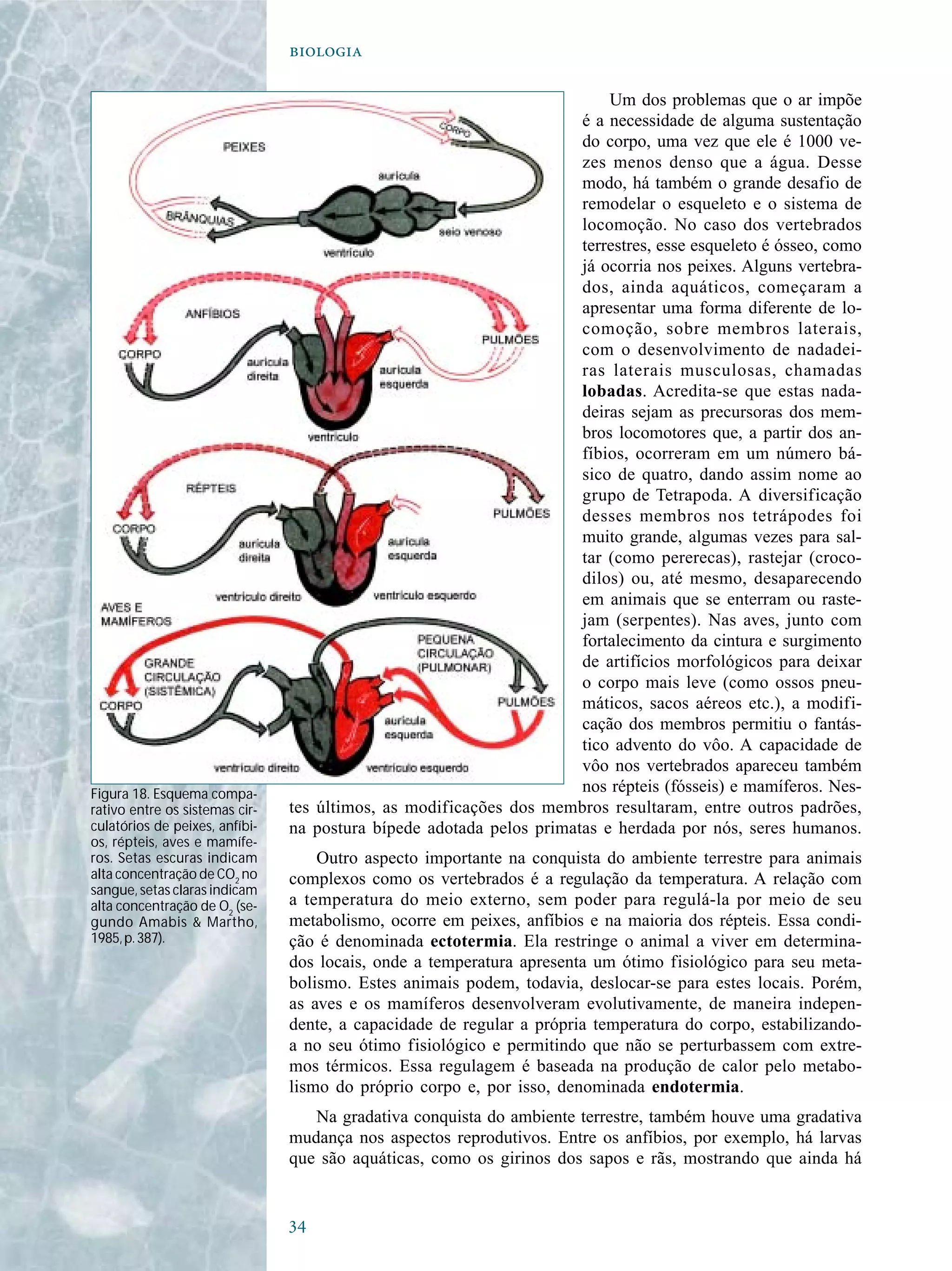 

Um dos problemas que o ar impõe
é a necessidade de alguma sustentação
do corpo, uma vez que ele é 1000 ve-
zes menos denso que a água. Desse
modo, há também o grande desafio de
remodelar o esqueleto e o sistema de
locomoção. No caso dos vertebrados
terrestres, esse esqueleto é ósseo, como
já ocorria nos peixes. Alguns vertebra-
dos, ainda aquáticos, começaram a
apresentar uma forma diferente de lo-
comoção, sobre membros laterais,
com o desenvolvimento de nadadei-
ras laterais musculosas, chamadas
lobadas. Acredita-se que estas nada-
deiras sejam as precursoras dos mem-
bros locomotores que, a partir dos an-
fíbios, ocorreram em um número bá-
sico de quatro, dando assim nome ao
grupo de Tetrapoda. A diversificação
desses membros nos tetrápodes foi
muito grande, algumas vezes para sal-
tar (como pererecas), rastejar (croco-
dilos) ou, até mesmo, desaparecendo
em animais que se enterram ou raste-
jam (serpentes). Nas aves, junto com
fortalecimento da cintura e surgimento
de artifícios morfológicos para deixar
o corpo mais leve (como ossos pneu-
máticos, sacos aéreos etc.), a modifi-
cação dos membros permitiu o fantás-
tico advento do vôo. A capacidade de
vôo nos vertebrados apareceu também
nos répteis (fósseis) e mamíferos. Nes-
tes últimos, as modificações dos membros resultaram, entre outros padrões,
na postura bípede adotada pelos primatas e herdada por nós, seres humanos.
Outro aspecto importante na conquista do ambiente terrestre para animais
complexos como os vertebrados é a regulação da temperatura. A relação com
a temperatura do meio externo, sem poder para regulá-la por meio de seu
metabolismo, ocorre em peixes, anfíbios e na maioria dos répteis. Essa condi-
ção é denominada ectotermia. Ela restringe o animal a viver em determina-
dos locais, onde a temperatura apresenta um ótimo fisiológico para seu meta-
bolismo. Estes animais podem, todavia, deslocar-se para estes locais. Porém,
as aves e os mamíferos desenvolveram evolutivamente, de maneira indepen-
dente, a capacidade de regular a própria temperatura do corpo, estabilizando-
a no seu ótimo fisiológico e permitindo que não se perturbassem com extre-
mos térmicos. Essa regulagem é baseada na produção de calor pelo metabo-
lismo do próprio corpo e, por isso, denominada endotermia.
Na gradativa conquista do ambiente terrestre, também houve uma gradativa
mudança nos aspectos reprodutivos. Entre os anfíbios, por exemplo, há larvas
que são aquáticas, como os girinos dos sapos e rãs, mostrando que ainda há
Figura 18. Esquema compa-
rativo entre os sistemas cir-
culatórios de peixes, anfíbi-
os, répteis, aves e mamífe-
ros. Setas escuras indicam
alta concentração de CO2
no
sangue, setas claras indicam
alta concentração de O2
(se-
gundo Amabis & Martho,
1985,p.387).
 