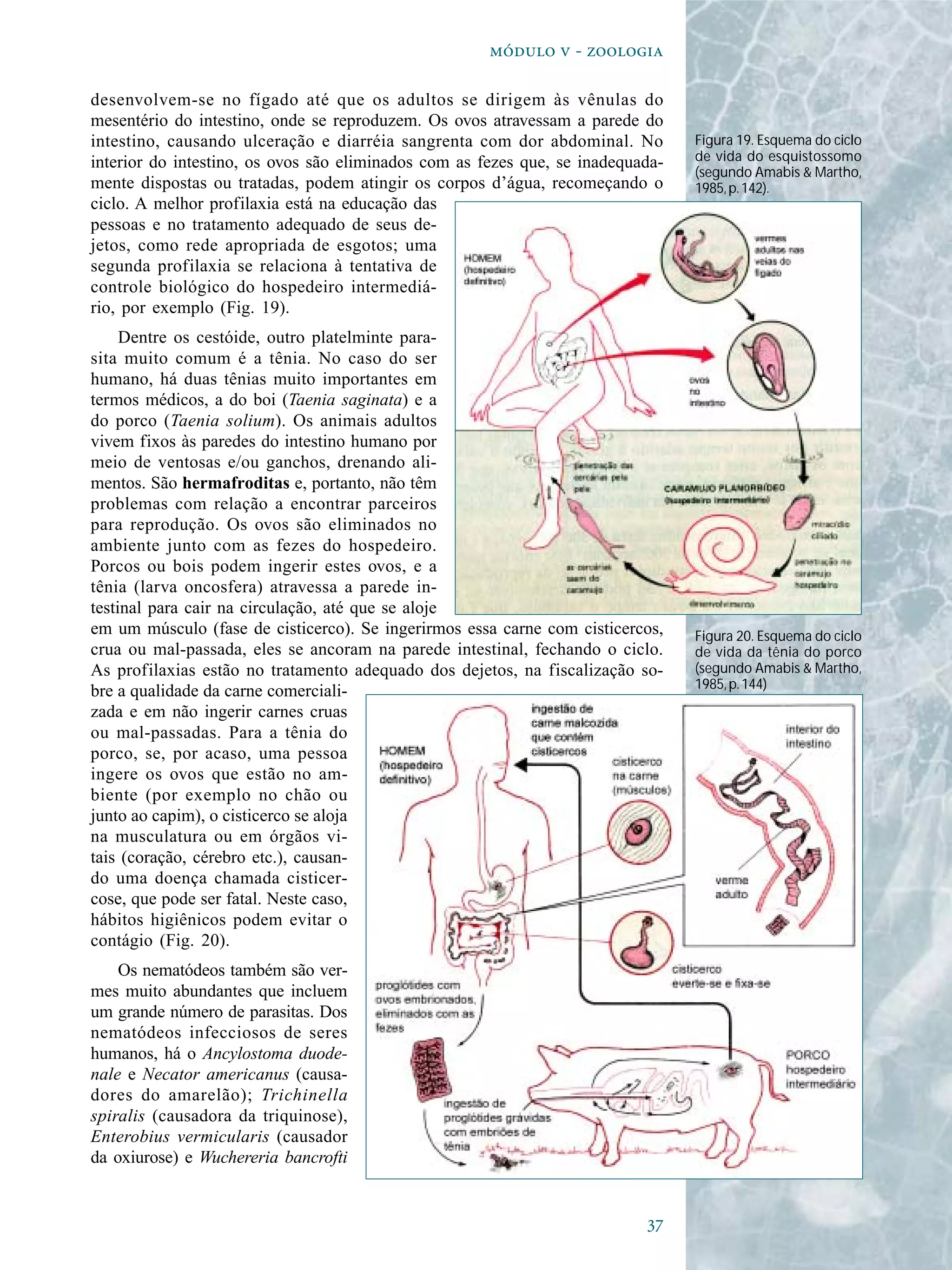 
  - 
desenvolvem-se no fígado até que os adultos se dirigem às vênulas do
mesentério do intestino, onde se reproduzem. Os ovos atravessam a parede do
intestino, causando ulceração e diarréia sangrenta com dor abdominal. No
interior do intestino, os ovos são eliminados com as fezes que, se inadequada-
mente dispostas ou tratadas, podem atingir os corpos d’água, recomeçando o
ciclo. A melhor profilaxia está na educação das
pessoas e no tratamento adequado de seus de-
jetos, como rede apropriada de esgotos; uma
segunda profilaxia se relaciona à tentativa de
controle biológico do hospedeiro intermediá-
rio, por exemplo (Fig. 19).
Dentre os cestóide, outro platelminte para-
sita muito comum é a tênia. No caso do ser
humano, há duas tênias muito importantes em
termos médicos, a do boi (Taenia saginata) e a
do porco (Taenia solium). Os animais adultos
vivem fixos às paredes do intestino humano por
meio de ventosas e/ou ganchos, drenando ali-
mentos. São hermafroditas e, portanto, não têm
problemas com relação a encontrar parceiros
para reprodução. Os ovos são eliminados no
ambiente junto com as fezes do hospedeiro.
Porcos ou bois podem ingerir estes ovos, e a
tênia (larva oncosfera) atravessa a parede in-
testinal para cair na circulação, até que se aloje
em um músculo (fase de cisticerco). Se ingerirmos essa carne com cisticercos,
crua ou mal-passada, eles se ancoram na parede intestinal, fechando o ciclo.
As profilaxias estão no tratamento adequado dos dejetos, na fiscalização so-
bre a qualidade da carne comerciali-
zada e em não ingerir carnes cruas
ou mal-passadas. Para a tênia do
porco, se, por acaso, uma pessoa
ingere os ovos que estão no am-
biente (por exemplo no chão ou
junto ao capim), o cisticerco se aloja
na musculatura ou em órgãos vi-
tais (coração, cérebro etc.), causan-
do uma doença chamada cisticer-
cose, que pode ser fatal. Neste caso,
hábitos higiênicos podem evitar o
contágio (Fig. 20).
Os nematódeos também são ver-
mes muito abundantes que incluem
um grande número de parasitas. Dos
nematódeos infecciosos de seres
humanos, há o Ancylostoma duode-
nale e Necator americanus (causa-
dores do amarelão); Trichinella
spiralis (causadora da triquinose),
Enterobius vermicularis (causador
da oxiurose) e Wuchereria bancrofti
Figura 19. Esquema do ciclo
de vida do esquistossomo
(segundo Amabis & Martho,
1985,p.142).
Figura 20. Esquema do ciclo
de vida da tênia do porco
(segundo Amabis & Martho,
1985,p.144)
 