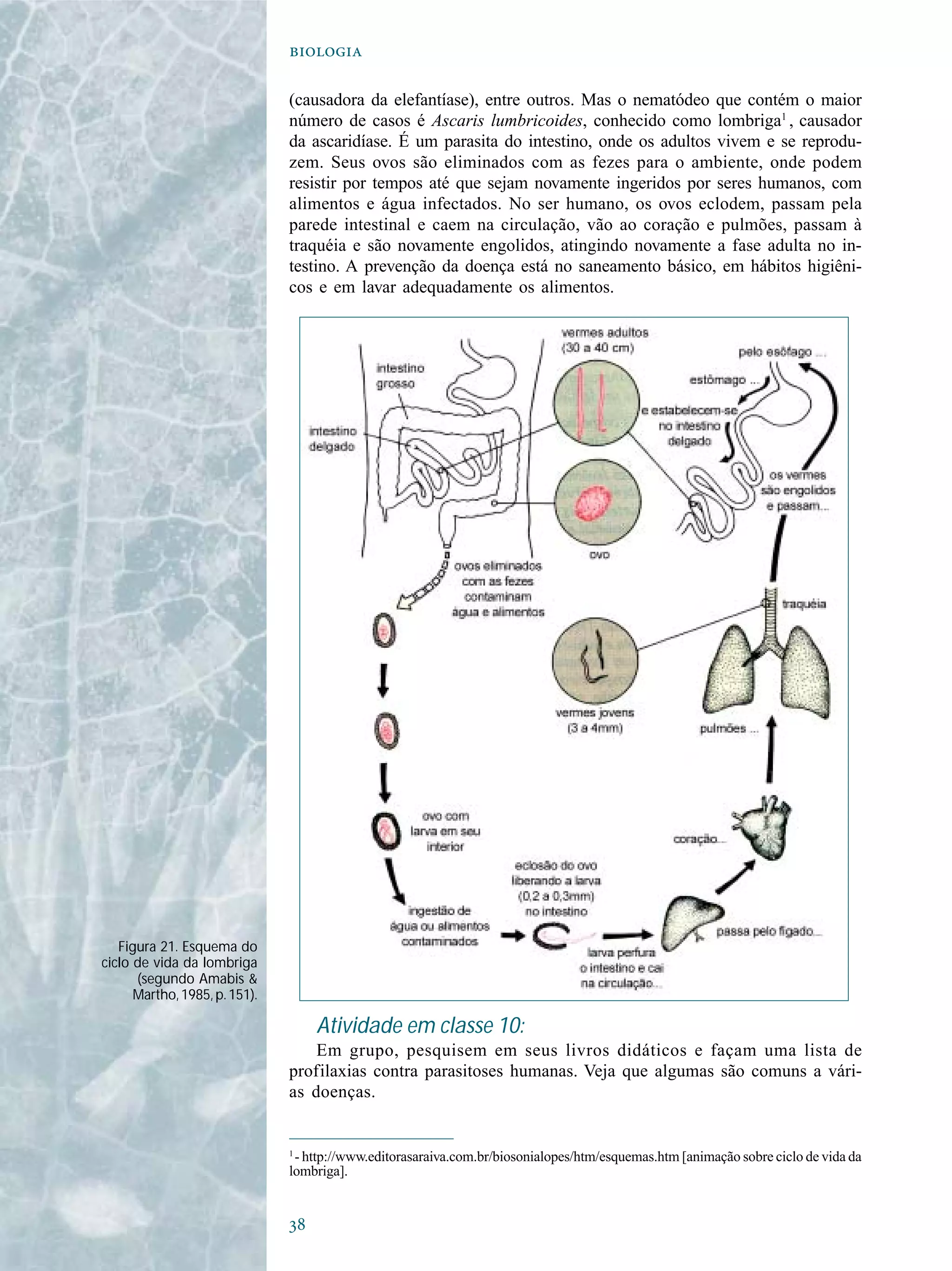 

(causadora da elefantíase), entre outros. Mas o nematódeo que contém o maior
número de casos é Ascaris lumbricoides, conhecido como lombriga1
, causador
da ascaridíase. É um parasita do intestino, onde os adultos vivem e se reprodu-
zem. Seus ovos são eliminados com as fezes para o ambiente, onde podem
resistir por tempos até que sejam novamente ingeridos por seres humanos, com
alimentos e água infectados. No ser humano, os ovos eclodem, passam pela
parede intestinal e caem na circulação, vão ao coração e pulmões, passam à
traquéia e são novamente engolidos, atingindo novamente a fase adulta no in-
testino. A prevenção da doença está no saneamento básico, em hábitos higiêni-
cos e em lavar adequadamente os alimentos.
Atividade em classe 10:
Em grupo, pesquisem em seus livros didáticos e façam uma lista de
profilaxias contra parasitoses humanas. Veja que algumas são comuns a vári-
as doenças.
Figura 21. Esquema do
ciclo de vida da lombriga
(segundo Amabis &
Martho,1985,p.151).
1
- http://www.editorasaraiva.com.br/biosonialopes/htm/esquemas.htm [animação sobre ciclo de vida da
lombriga].
 