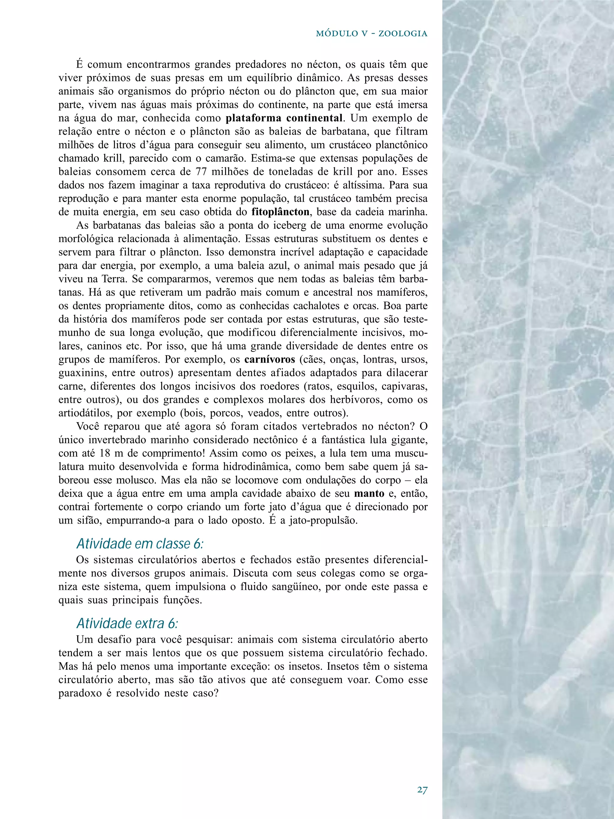   - 

    É comum encontrarmos grandes predadores no nécton, os quais têm que
viver próximos de suas presas em um equilíbrio dinâmico. As presas desses
animais são organismos do próprio nécton ou do plâncton que, em sua maior
parte, vivem nas águas mais próximas do continente, na parte que está imersa
na água do mar, conhecida como plataforma continental. Um exemplo de
relação entre o nécton e o plâncton são as baleias de barbatana, que filtram
milhões de litros d’água para conseguir seu alimento, um crustáceo planctônico
chamado krill, parecido com o camarão. Estima-se que extensas populações de
baleias consomem cerca de 77 milhões de toneladas de krill por ano. Esses
dados nos fazem imaginar a taxa reprodutiva do crustáceo: é altíssima. Para sua
reprodução e para manter esta enorme população, tal crustáceo também precisa
de muita energia, em seu caso obtida do fitoplâncton, base da cadeia marinha.
    As barbatanas das baleias são a ponta do iceberg de uma enorme evolução
morfológica relacionada à alimentação. Essas estruturas substituem os dentes e
servem para filtrar o plâncton. Isso demonstra incrível adaptação e capacidade
para dar energia, por exemplo, a uma baleia azul, o animal mais pesado que já
viveu na Terra. Se compararmos, veremos que nem todas as baleias têm barba-
tanas. Há as que retiveram um padrão mais comum e ancestral nos mamíferos,
os dentes propriamente ditos, como as conhecidas cachalotes e orcas. Boa parte
da história dos mamíferos pode ser contada por estas estruturas, que são teste-
munho de sua longa evolução, que modificou diferencialmente incisivos, mo-
lares, caninos etc. Por isso, que há uma grande diversidade de dentes entre os
grupos de mamíferos. Por exemplo, os carnívoros (cães, onças, lontras, ursos,
guaxinins, entre outros) apresentam dentes afiados adaptados para dilacerar
carne, diferentes dos longos incisivos dos roedores (ratos, esquilos, capivaras,
entre outros), ou dos grandes e complexos molares dos herbívoros, como os
artiodátilos, por exemplo (bois, porcos, veados, entre outros).
    Você reparou que até agora só foram citados vertebrados no nécton? O
único invertebrado marinho considerado nectônico é a fantástica lula gigante,
com até 18 m de comprimento! Assim como os peixes, a lula tem uma muscu-
latura muito desenvolvida e forma hidrodinâmica, como bem sabe quem já sa-
boreou esse molusco. Mas ela não se locomove com ondulações do corpo – ela
deixa que a água entre em uma ampla cavidade abaixo de seu manto e, então,
contrai fortemente o corpo criando um forte jato d’água que é direcionado por
um sifão, empurrando-a para o lado oposto. É a jato-propulsão.

   Atividade em classe 6:
    Os sistemas circulatórios abertos e fechados estão presentes diferencial-
mente nos diversos grupos animais. Discuta com seus colegas como se orga-
niza este sistema, quem impulsiona o fluido sangüíneo, por onde este passa e
quais suas principais funções.

   Atividade extra 6:
    Um desafio para você pesquisar: animais com sistema circulatório aberto
tendem a ser mais lentos que os que possuem sistema circulatório fechado.
Mas há pelo menos uma importante exceção: os insetos. Insetos têm o sistema
circulatório aberto, mas são tão ativos que até conseguem voar. Como esse
paradoxo é resolvido neste caso?




                                                                             
 
