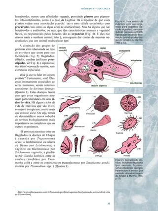   - 

heterótrofos, outros com afinidades vegetais, possuindo plastos com pigmen-
tos fotossintetizantes, como é o caso da Euglena. Há a hipótese de que esses                         Figura 4. Uma ameba de
plastos sejam uma associação especial entre uma célula eucariótica com                               vida livre com suas orga-
procariotos tais como as algas azuis (cianobactérias). Mas há alguns que são                         nelas para digestão (va-
heterótrofos e autótrofos, ou seja, que têm características animais e vegetais!                      cúolo digestivo), osmorre-
                                                                                                     gulação (vacúolo contrátil),
Neles, os responsáveis pelas funções são as organelas (Fig. 4). E eles não                           reprodução (núcleo) e loco-
devem nada a nenhum animal, isto é, conseguem dar contas da mesmas ne-                               moção (pseudópodes) (se-
cessidades que um animal multicelular tem!                                                           gundo Amabis & Martho,
                                                                                                     1985, p. 52).
     A distinção dos grupos de
protistas está relacionada ao tipo
de estrutura que usam para sua
locomoção (Fig. 5): flagelados,
ciliados, amebas (utilizam pseu-
dópodes, ver Fig. 4) e esporozoá-
rios (têm locomoção restrita, sem
estruturas especiais).
    Você já ouviu falar em algum
protista? Certamente, sim! Eles
estão intimamente associados ao
seres humanos, sendo notórios
causadores de diversas doenças
(Quadro 1). Estas doenças fazem
com que estes organismos pos-
suam particularidades em seus ci-
clos de vida. Há alguns ciclos de
vida de protistas que são extre-
mamente complexos, muito mais
que o nosso ciclo. Ou seja, temos
de desmistificar nossa soberba
de sermos biologicamente mais
importantes ou complexos que os
outros organismos.
    Há protistas parasitas entre os
flagelados (a doença de Chagas
é causada por Trypanosoma
cruzi; a leishmaniose ou úlcera
de Bauru por Leishmania; a
vaginite ou tricomoníase por
Trichomonas vaginalis; a giardía-
se por Giardia lamblia), entre as
amebas (amebíase por Enta-                                                                           Figura 5. Exemplos de pro-
moeba coli) e entre os esporozoários (toxoplasmose por Toxoplasma gondii;                            tistas, incluindo flagelados
malária por Plasmodium spp.1 ) (Quadro 1).                                                           (por exemplo, Trypano-
                                                                                                     soma), ciliado (por exemplo,
                                                                                                     Paramecium) e amebas (por
                                                                                                     exemplo, Amoeba) (segun-
                                                                                                     do Amabis & Martho, 1985,
                                                                                                     p. 51).




 1
   - http://www.editorasaraiva.com.br/biosonialopes/htm/esquemas.htm [animação sobre ciclo de vida
do Plasmodium]


                                                                                               
 