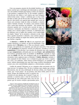   - 

     Com essa pequena amostra da diversidade bentônica, po-
demos concluir que a morfologia está relacionada ao ambiente,
mas está também limitada pela história evolutiva da linhagem
a que pertence o organismo (Fig. 9). Por exemplo, cnidários e
lírios-do-mar são radiais e isso implica que suas linhagens
sobreviventes atuais ‘sintam’ o ambiente que as cerca vindo
de todos os lados, daí um SN em rede e OS esparsos. Para este
tipo de vida (séssil), em especial para animais que vivem em
locais com correntes vindas de todas as direções, a simetria
radial é bastante eficiente. No entanto, esses animais contam
com o acaso para encontrar seu alimento – eles somente têm
alimento quando este é trazido pela corrente de água. Já
moluscos e artrópodes são bilaterais e exploram o ambiente
sempre com a mesma região (a anterior). A exploração ativa
do ambiente com os órgãos dos sentidos evita a passividade
da simples “chance” de se encontrar o alimento ou não. Além
disso, quando encontram o alimento, esses animais apresen-
tam sua boca também na região bem anterior, junto dos OS, o
que facilita a ingestão.
    A simetria e o hábito de vida de um organismo nem
sempre interferem, no entanto, no tipo de alimentação. Uma
esponja séssil é filtradora, isto é, filtra seu alimento a partir
                                                                                         Figura 8. Alguns exemplos
da água, com partículas em suspensão, que entra por seus poros. Uma anêmona              de animais bentônicos ma-
é uma predadora de pequenos animais do plâncton, caçando-os com seus                     rinhos. A, uma esponja (filo
nematocistos. O lírio-do-mar é um comedor de alimentos que estão suspensos               Porifera); B, uma anêmona-
                                                                                         do-mar (filo Cnidaria, classe
na água (suspensívoro), utilizando para isso seus braços e pés ambulacrários.            Anthozoa); C, um caramujo
Um molusco gastrópode pode ser predador ou herbívoro, raspando as algas                  marinho (filo Mollusca, clas-
com sua rádula. Por fim, um caranguejo pode ser um detritívoro, buscando                 se gastropoda); D, um caran-
                                                                                         guejo (filo Arthropoda, clas-
ativamente restos orgânicos para se alimentar. O hábito alimentar, portanto, é
                                                                                         se Crustacea – note que
uma conjunção de dois fatores: (a) a evolução do grupo que inclui o organis-             está sobre um cnidário co-
mo e (b) o seu ambiente. Todos fatores morfo-fisiólogicos, na realidade, são             ral-mole, que está com os
assim: embora determinados por uma forte carga evolutiva (hereditária), apre-            pólipos fechados). E, um lí-
                                                                                         rio-do-mar (filo Echinoder-
sentam uma certa maleabilidade adaptativa a determinadas condições.                      mata – note que ele tam-
                                                                                         bém está sobre um coral-
    Lembra da esponja? Deixamos no ar a pergunta sobre movimento sem sis-                mole, mas desta vez com os
tema nervoso. As esponjas (Fig. 10) são os animais mais simples que existem.             pólipos abertos).
Basicamente, elas são uma combinação de diversas células, com funções dife-
rentes, que “vivem juntas”. Se um protista, uma única célula, pode ter movi-
mento, porque não poderiam existir os mesmos mo-
vimentos em uma esponja, não é mesmo? O que sur-
preende é a maneira como o sinal do movimento é
transmitido de uma célula para outra. Isso nos faz
pensar que há muitas soluções apresentadas pelos

     Figura 9. Uma proposta simplificada de filogenia para os
animais. Na árvore filogenética estão marcadas as caracterís-
        ticas relacionadas à simetria e ao sistema nervoso dos
  organismos. Para ler a árvore, você deve proceder como na
  Fig. 2. A simetria radial com SN em rede esteve na base dos
animais, logo após o surgimento de Porifera. Este é o padrão
   que se manteve em Cnidaria, mas foi modificado antes do
 surgimento dos Platyhelminthes – todos os animais surgidos
     desde então são bilaterais. No entanto, os Echinodermata
    apresentam uma reversão desta característica, voltando à
                            condição primitiva de simetria e SN.


                                                                                    
 