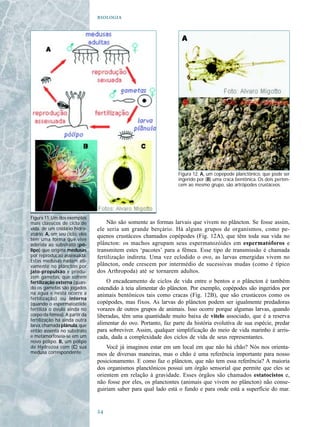 




                                                                  Figura 12. A, um copépode planctônico, que pode ser
                                                                  ingerido por (B) uma craca bentônica. Os dois perten-
                                                                  cem ao mesmo grupo, são artrópodes crustáceos.




Figura 11. Um dos exemplos
mais clássicos de ciclo de          Não são somente as formas larvais que vivem no plâncton. Se fosse assim,
vida, de um cnidário hidro-     ele seria um grande berçário. Há alguns grupos de organismos, como pe-
zoário. A, em seu ciclo, eles   quenos crustáceos chamados copépodes (Fig. 12A), que têm toda sua vida no
têm uma forma que vive
aderida ao substrato (pó-       plâncton: os machos agrupam seus espermatozóides em espermatóforos e
lipo) que origina medusas       transmitem estes ‘pacotes’ para a fêmea. Esse tipo de transmissão é chamada
por reprodução assexuada.       fertilização indireta. Uma vez eclodido o ovo, as larvas emergidas vivem no
Estas medusas nadam ati-
vamente no plâncton por         plâncton, onde crescem por intermédio de sucessivas mudas (como é típico
jato-propulsão e produ-         dos Arthropoda) até se tornarem adultos.
zem gametas, que sofrem
fertilização externa (quan-         O encadeamento de ciclos de vida entre o bentos e o plâncton é também
do os gametas são jogados       estendido à teia alimentar do plâncton. Por exemplo, copépodes são ingeridos por
na água e nesta ocorre a        animais bentônicos tais como cracas (Fig. 12B), que são crustáceos como os
fertilização) ou interna
(quando o espermatozóide        copépodes, mas fixos. As larvas do plâncton podem ser igualmente predadoras
fertiliza o óvulo ainda no      vorazes de outros grupos de animais. Isso ocorre porque algumas larvas, quando
corpo da fêmea). A partir da    liberadas, têm uma quantidade muito baixa de vitelo associado, que é a reserva
fertilização há ainda outra
larva, chamada plânula, que     alimentar do ovo. Portanto, faz parte da história evolutiva de sua espécie, predar
então assenta no substrato      para sobreviver. Assim, qualquer simplificação do meio de vida marinho é arris-
e metamorfoseia-se em um        cada, dada a complexidade dos ciclos de vida de seus representantes.
novo pólipo. B, um pólipo
de Hydrozoa com (C) sua             Você já imaginou estar em um local em que não há chão? Nós nos orienta-
medusa correspondente.          mos de diversas maneiras, mas o chão é uma referência importante para nosso
                                posicionamento. E como faz o plâncton, que não tem essa referência? A maioria
                                dos organismos planctônicos possui um órgão sensorial que permite que eles se
                                orientem em relação à gravidade. Esses órgãos são chamados estatocistos e,
                                não fosse por eles, os planctontes (animais que vivem no plâncton) não conse-
                                guiriam saber para qual lado está o fundo e para onde está a superfície do mar.


                                
 