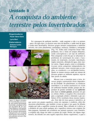 Unidade 8
A conquista do ambiente
terrestre pelos invertebrados
Organizadores
 Paulo Takeo Sano
 Lyria Mori
                                    Se a passagem do ambiente marinho – onde surgiram a vida e os animais
Elaboradores
                                – para o de água doce, já ofereceu uma série de desafios, a saída total da água
 Antonio Carlos                 é ainda mais desafiadora. Diversos grupos animais conquistaram o ambiente
 Marques
                                terrestre, tais como platelmintes, nematódeos, moluscos, anelídeos e artrópodes
                                                                 (Fig. 15). Todas estas conquistas foram inde-
                                                                 pendentes, isto é, feitas em tempos diferentes,
                                                                 sendo convergências a um tipo de ambiente.
                                                                 Para conquistar a terra há que se solucionar os
                                                                 problemas de sustentação do corpo e loco-
                                                                 moção, de respiração, excreção, reprodução,
                                                                 órgãos sensoriais, obtenção de água, entre mui-
                                                                 tos outros. Alguns grupos, como os artrópodes,
                                                                 tiveram várias conquistas independentes do
                                                                 ambiente terrestre, como ocorreu para as ara-
                                                                 nhas, os crustáceos e os miriápodes/insetos.
                                                                 Dentre os insetos ocorreu ainda um retorno de
                                                                 diversos grupos ao ambiente aquático, seja na
                                                                 fase jovem ou adulta.
                                                                    Mesmo com a transição para a terra, di-
                                                                versos grupos continuaram muito dependen-
                                                                tes da umidade. Os platelmintes, as minhocas
                                                                (anelídeos) e as lesmas (moluscos) só vivem
                                                                em ambientes bastante úmidos, porque eles de-
                                                                pendem de grande umidade na sua epiderme
                                                                para fazer as trocas gasosas, processo em que
                                                                as células obtêm o oxigênio (O 2) necessário
                                                                para a respiração celular e eliminam o gás car-
                                                                bônico (CO2) resultante dessa mesma respira-
Figura 15. Alguns exemplos                                      ção. Este tipo de troca gasosa é primitivo, já
de invertebrados terrestres.    que ocorre nos grupos aquáticos, como em esponjas e cnidários, além dos
A, uma aranha (Arthropoda,
Arachnida), camuflada na flor
                                ancestrais platelmintes, que também viviam na água e nos quais há difusão
que ela habita. B, um cara-     simples por toda a superfície externa do animal. Mas a difusão só é efetiva se
mujo (Mollusca, Gastropoda).    a distância de uma célula qualquer até a superfície externa com oxigênio for
C, um diminuto nematódeo.       bem pequena, limitando sua existência aos animais menores; caso contrário,
D, um besouro (Arthropoda,
Coleoptera). E, um escorpião    o oxigênio não chega em todos os pontos do corpo. Porém, em alguns orga-
(Arthropoda, Arachnida). F,     nismos, há difusão em uma região específica destes organismos, a qual é
uma planária terrestre (Pla-
tyhelminthes).
 