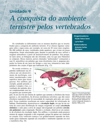 Unidade 9
A conquista do ambiente
terrestre pelos vertebrados
                                                                                     Organizadores
                                                                                      Paulo Takeo Sano
                                                                                      Lyria Mori
    Os vertebrados se defrontaram com os mesmos desafios que os inverte-
                                                                                     Elaboradores
brados para a conquista do ambiente terrestre. O ar oferece algumas vanta-
gens sobre a água como, por exemplo, ter cerca de 20 vezes mais oxigênio.             Antonio Carlos
                                                                                      Marques
Há 400 milhões de anos, vertebrados ainda aquáticos, que viviam em poças
temporárias, foram selecionados para, durante os períodos de seca, utilizar o
oxigênio atmosférico a partir do desenvolvimento de pulmões. Isso porque,
no meio aéreo, as brânquias não são eficientes, uma vez que seus filamentos
se colapsam. Dessa maneira, peixes chamados “pulmonados” começaram a
usar O2 atmosférico em pulmões que eram divertículos (isto é, pequenas pro-
jeções na forma de um saco) da faringe e, com isso, tornaram-se mais inde-
pendentes dos corpos d’água que habitavam (Fig. 17).
    Na escala evolutiva, os
pulmões melhoraram sua efi-
ciência por um desenvolvi-
mento da morfologia, com
maior vascularização e uma
superfície maior para trocas
gasosas. Nos anfíbios, por
exemplo, quando presente, o
pulmão é simples e liso, e a
ventilação dos pulmões deve
ser complementada com tro-
cas gasosas que ocorrem pela                                                      Figura 17. Reconstrução hipo-
pele. Já em aves há um sistema de capilares que aumenta a eficiência das trocas   tética do cenário ocorrido há
gasosas e, em mamíferos, há diversas reentrâncias (alvéolos), que dão maior       400 milhões de anos, em que
                                                                                  peixes pulmonados faziam
eficiência respiratória (não há necessidade de respiração pela pele, por exem-    incursões pelo ambiente ter-
plo). Essas condições resultaram em maior capacidade de colonização de            restres (segundo Amabis &
habitats. Paralelamente, desenvolveu-se a circulação dupla, em que há um sis-     Martho, 1985, p. 221).
tema de vasos para distribuição do sangue oxigenado ao corpo (circulação
sistêmica) e outro para o envio de sangue não-oxigenado aos pulmões (circula-
ção pulmonar), para oxigenação. Durante a evolução, observou-se um aumen-
to da eficiência da circulação dupla. Em anfíbios, a circulação ainda promove
mistura de sangue oxigenado e não oxigenado, porque há apenas um ventrículo
no coração. Esse ventrículo começa a ser gradativamente separado em dois,
sendo quase totalmente separado em crocodilos e totalmente separado em aves
e mamíferos (Fig. 18).
 