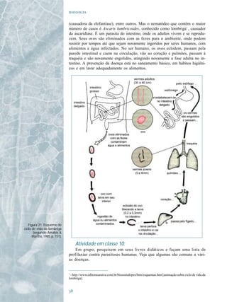 

                               (causadora da elefantíase), entre outros. Mas o nematódeo que contém o maior
                               número de casos é Ascaris lumbricoides, conhecido como lombriga1 , causador
                               da ascaridíase. É um parasita do intestino, onde os adultos vivem e se reprodu-
                               zem. Seus ovos são eliminados com as fezes para o ambiente, onde podem
                               resistir por tempos até que sejam novamente ingeridos por seres humanos, com
                               alimentos e água infectados. No ser humano, os ovos eclodem, passam pela
                               parede intestinal e caem na circulação, vão ao coração e pulmões, passam à
                               traquéia e são novamente engolidos, atingindo novamente a fase adulta no in-
                               testino. A prevenção da doença está no saneamento básico, em hábitos higiêni-
                               cos e em lavar adequadamente os alimentos.




   Figura 21. Esquema do
ciclo de vida da lombriga
      (segundo Amabis &
      Martho, 1985, p. 151).

                                    Atividade em classe 10:
                                   Em grupo, pesquisem em seus livros didáticos e façam uma lista de
                               profilaxias contra parasitoses humanas. Veja que algumas são comuns a vári-
                               as doenças.


                               1
                                 - http://www.editorasaraiva.com.br/biosonialopes/htm/esquemas.htm [animação sobre ciclo de vida da
                               lombriga].


                               
 