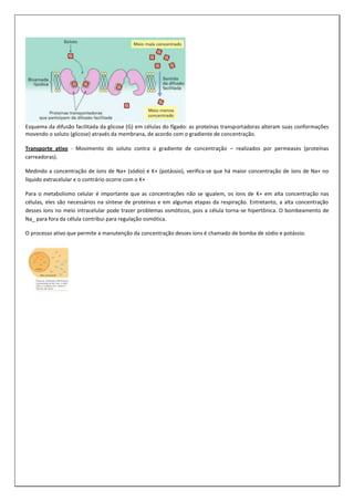 Esquema da difusão facilitada da glicose (G) em células do fígado: as proteínas transportadoras alteram suas conformações
movendo o soluto (glicose) através da membrana, de acordo com o gradiente de concentração.
Transporte ativo - Movimento do soluto contra o gradiente de concentração – realizados por permeases (proteínas
carreadoras).
Medindo a concentração de íons de Na+ (sódio) e K+ (potássio), verifica-se que há maior concentração de íons de Na+ no
líquido extracelular e o contrário ocorre com o K+
Para o metabolismo celular é importante que as concentrações não se igualem, os íons de K+ em alta concentração nas
células, eles são necessários na síntese de proteínas e em algumas etapas da respiração. Entretanto, a alta concentração
desses íons no meio intracelular pode trazer problemas osmóticos, pois a célula torna-se hipertônica. O bombeamento de
Na_ para fora da célula contribui para regulação osmótica.
O processo ativo que permite a manutenção da concentração desses íons é chamado de bomba de sódio e potássio.

 
