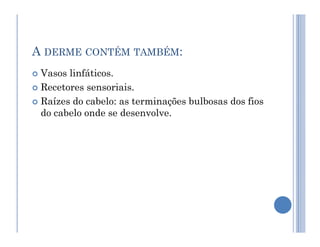 A DERME CONTÉM TAMBÉM:
 Vasos linfáticos.
 Recetores sensoriais.
 Raízes do cabelo: as terminações bulbosas dos fios
do cabelo onde se desenvolve.
 