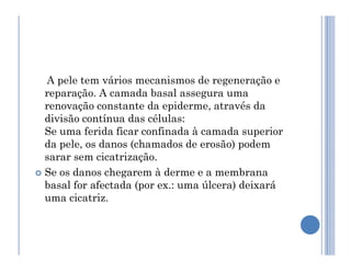 A pele tem vários mecanismos de regeneração e
reparação. A camada basal assegura uma
renovação constante da epiderme, através da
divisão contínua das células:
Se uma ferida ficar confinada à camada superior
Se uma ferida ficar confinada à camada superior
da pele, os danos (chamados de erosão) podem
sarar sem cicatrização.
 Se os danos chegarem à derme e a membrana
basal for afectada (por ex.: uma úlcera) deixará
uma cicatriz.
 