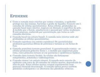 EPIDERME
 Como a camada mais exterior que vemos e tocamos, a epiderme
protege-nos das toxinas, bactérias e perda de líquidos. Consiste em 5
camadas de células queratinócitas. Estas células, produzidas na
camada basal mais interior, migram em direcção à superfície da pele.
À medida que o fazem, amadurecem e passam por várias mudanças.
É este processo, conhecido por queratinação, que torna as sub-
camadas distintas.
 Camada basal (ou estrato basal): A camada mais interior onde são
produzidas as células queratinócitas.
produzidas as células queratinócitas.
 Camada espinhosa (ou estrato espinhoso): Os queratinócitos
produzem queratina (fibras de proteína) e tornam-se em forma de
fuso.
 Camada granulosa (estrato granuloso): A queratinização começa - as
células produzem grânulos duros e, à medida que empurram para
cima, esses grânulos tornam-se em queratina e epidérmicas lipídios.
 Camada clara (estrato lúcido): As células são fortemente
comprimidas, achatadas e indistinguíveis.
 Camada córnea ( ou estrato córneo): A camada mais exterior da
epiderme com cerca de 20 camadas de células mortas, dependendo do
sítio da pele. Estas células mortas surgem regularmente num
processo chamado descamação. A camada córnea possui também
glândulas sudoríparas e as aberturas das glândulas sebáceas.
 