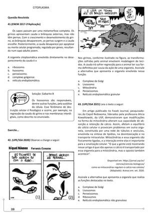 28
CITOPLASMA
Questão Resolvida
41.(ENEM 2017-2ªAplicação)
Os sapos passam por uma metamorfose completa. Os
girinos apresentam cauda e brânquias externas, mas não
têm pernas. Com o crescimento e desenvolvimento do giri-
no, as brânquias desaparecem, as pernas surgem e a cauda
encolhe. Posteriormente, a cauda desaparece por apoptose
ou morte celular programada, regulada por genes, resultan-
do num sapo adulto jovem.
A organela citoplasmática envolvida diretamente no desa-
parecimento da cauda é o
a. ribossomo.
b. lisossomo.
c. peroxissomo.
d. complexo golgiense.
e. retículo endoplasmático.
Solução: Gabarito B
Os lisossomos são responsáveis,
dentre outras funções, pela autólise
da célula. Esse fenômeno de des-
truição celular é fisiológico e ocorre, por exemplo, na
regressão da cauda do girino e nas membranas interdi-
gitais, como descrito no enunciado.
Exercite...
42. (UPE/SSA 2020) Observe a charge a seguir:
Nos girinos, conforme ilustrado na figura, as transforma-
ções sofridas pelo animal envolvem modelagem de teci-
dos. A cauda irá sofrer regressão para o animal ter sua for-
ma definitiva por causa da ação de uma organela. Assinale
a alternativa que apresenta a organela envolvida nessa
função.
a. Complexo de Golgi
b. Lisossomo
c. Mitocôndria
d. Peroxissomos
e. Retículo endoplasmático granular
43. (UPE/SSA 2021) Leia o texto a seguir:
Em artigo publicado no Faseb Journal, pesquisado-
res do Cepid Redoxoma, liderados pela professora Alicia
Kowaltowski, da USP, demonstraram que modificações
na forma da mitocôndria alteram sua capacidade de ab-
sorção e retenção de cálcio. Assim, afetam o equilíbrio
do cálcio celular e provocam problemas em outra orga-
nela, constituída por uma rede de túbulos e vesículas,
envolvida na síntese de lipídios, na desintoxicação e no
transporte intracelular. Mitocôndrias e essa organela são
fisicamente ligadas, e a interação entre elas é importante
para a sinalização celular. “O que a gente está mostrando
nesse artigo é que não apenas o cálcio é transportado por
essa organela para a mitocôndria, mas o oposto também
acontece”.
Disponível em: https://jornal.usp.br/
ciencias/ciencias-biologicas/
como-as-mitocondrias-regulam-o-calcio-nas-celulas/
(Adaptado). Acesso em: set. 2020.
Assinale a alternativa que apresenta a organela que realiza
as funções destacadas no texto.
a. Complexo de Golgi
b. Lisossomos
c. Peroxissomos
d. Ribossomos
e. Retículo endoplasmático não granuloso
 