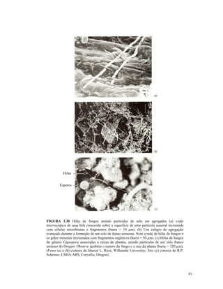 Hifas
Esporos

FIGURA 1.30 Hifas de fungos unindo partículas de solo em agregados (a) visão
microscópica de uma hifa crescendo sobre a superfície de uma partícula mineral incrustada
com células microbianas e fragmentos (barra = 10 µm). (b) Um estágio de agregação
avançado durante a formação de um solo de dunas arenosas. Note a rede de hifas de fungos e
os grãos minerais incrustados com fragmentos orgânicos (barra = 50 µm). (c) Hifas de fungos
do gênero Gigaspora associadas a raízes de plantas, unindo partículas de um solo franco
arenoso do Oregon. Observe também o esporo do fungo e a raiz da planta (barra = 320 µm).
(Fotos (a) e (b) cortesia de Sharon L. Rose, Willanette University; foto (c) cortesia de R.P.
Scheiner, USDA-ARS, Corvallis, Oregon).

41

 