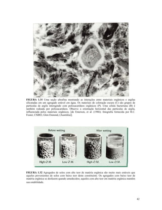 FIGURA 1.27. Uma seção ultra fina ilustrando a interação entre os materiais
orgânicos e argilas silicatadas em agregados hidro-estáveis. Os materiais de
coloração preta (C) são grupos de partículas de argila que estão interagindo com
FIGURA 1.31 Uma seção ultrafina mostrando as interações entre materiais orgânicos e argilas
silicatadas em um agregado estável em água. Os materiais de coloração escura (C) são grupos de
partículas de argila interagindo com polissacarídeos orgânicos (P). Uma célula bacteriana (B) é
também rodeada por polissacarídeos. Observe a orientação horizontal das partículas de argila,
influenciada pelos materiais orgânicos. [de Emerson, et al. (1986); fotografia fornecida por R.C.
Foster, CSIRO, Glen Osmond, (Austrália)].

FIGURA 1.32 Agregados de solos com alto teor de matéria orgânica são muito mais estáveis que
aqueles provenientes de solos com baixo teor deste constituinte. Os agregados com baixo teor de
matéria orgânica se desfazem quando umedecidos; aqueles com alto teor em matéria orgânica mantêm
sua estabilidade.

42

 