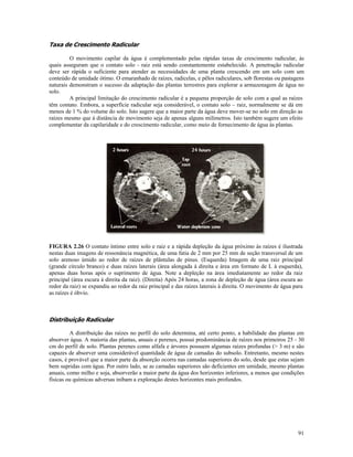 Taxa de Crescimento Radicular
O movimento capilar da água é complementado pelas rápidas taxas de crescimento radicular, às
quais asseguram que o contato solo - raiz está sendo constantemente estabelecido. A penetração radicular
deve ser rápida o suficiente para atender as necessidades de uma planta crescendo em um solo com um
conteúdo de umidade ótimo. O emaranhado de raízes, radicelas, e pêlos radiculares, sob florestas ou pastagens
naturais demonstram o sucesso da adaptação das plantas terrestres para explorar a armazenagem de água no
solo.
A principal limitação do crescimento radicular é a pequena proporção de solo com a qual as raízes
têm contato. Embora, a superfície radicular seja considerável, o contato solo – raiz, normalmente se dá em
menos de 1 % do volume do solo. Isto sugere que a maior parte da água deve mover-se no solo em direção as
raízes mesmo que à distância de movimento seja de apenas alguns milímetros. Isto também sugere um efeito
complementar da capilaridade e do crescimento radicular, como meio de fornecimento de água às plantas.

FIGURA 2.26 O contato íntimo entre solo e raiz e a rápida depleção da água próximo às raízes é ilustrada
nestas duas imagens de ressonância magnética, de uma fatia de 2 mm por 25 mm de seção transversal de um
solo arenoso úmido ao redor de raízes de plântulas de pinus. (Esquerda) Imagem de uma raiz principal
(grande círculo branco) e duas raízes laterais (área alongada à direita e área em formato de L à esquerda),
apenas duas horas após o suprimento de água. Note a depleção na área imediatamente ao redor da raiz
principal (área escura à direita da raiz). (Direita) Após 24 horas, a zona de depleção de água (área escura ao
redor da raiz) se expandiu ao redor da raiz principal e das raízes laterais à direita. O movimento de água para
as raízes é óbvio.

Distribuição Radicular
A distribuição das raízes no perfil do solo determina, até certo ponto, a habilidade das plantas em
absorver água. A maioria das plantas, anuais e perenes, possui predominância de raízes nos primeiros 25 - 30
cm do perfil de solo. Plantas perenes como alfafa e árvores possuem algumas raízes profundas (> 3 m) e são
capazes de absorver uma considerável quantidade de água de camadas do subsolo. Entretanto, mesmo nestes
casos, é provável que a maior parte da absorção ocorra nas camadas superiores do solo, desde que estas sejam
bem supridas com água. Por outro lado, se as camadas superiores são deficientes em umidade, mesmo plantas
anuais, como milho e soja, absorverão a maior parte da água dos horizontes inferiores, a menos que condições
físicas ou químicas adversas inibam a exploração destes horizontes mais profundos.

91

 