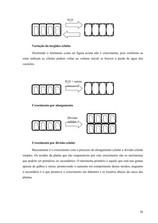 H2O




       Variação da turgidez celular

       Ocorrendo o fenômeno como na figura acima não é crescimento, pois conforme as
setas indicam as células podem voltar ao volume inicial se houver a perda de água dos
vacúolos.




                               H2O + outras
                               substancias




       Crescimento por alongamento


                                 Divisão
                                 celular




       Crescimento por divisão celular

       Basicamente é o crescimento com o processo de alongamento celular e divisão celular
simples. Os tecidos da planta que são responsáveis por este crescimento são os meristemas
que podem ser primários ou secundários. O meristema primário é aquele que está nas gemas
apicais de galhos e raízes, promovendo o aumento em comprimento destes tecidos, enquanto
o secundário é o que promove o crescimento em diâmetro e se localiza abaixo da casca das
plantas.




                                                                                       38
 