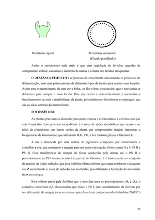 Meristema Apical                              Meristema secundário
                                                      (Circulo pontilhado)

       Assim o crescimento nada mais é que uma seqüência de divisões seguidas de
alongamento celular, causando o aumento de massa e volume dos tecidos em questão.

       O DESENVOLVIMENTO é o processo de crescimento adicionando os processos de
diferenciação, pois uma planta precisa de diferentes tipos de tecido para manter suas funções.
Assim para o aparecimento de uma nova folha, ou flor e fruto é necessário que o meristema se
diferencie para compor o novo tecido. Para que ocorra o desenvolvimento é necessário o
funcionamento de todo o metabolismo da planta, principalmente fotossíntese e respiração, que
são os eixos centrais do metabolismo.

       FOTOSSÍNTESE

       As plantas precisam se alimentar para poder crescer e a fotossíntese é a forma com que
elas fazem isto. Este processo na realidade é a soma de ações metabólicas que ocorrem ao
nível de cloroplastos das partes verdes da planta que compreendem reações luminosas e
bioquímicas da fotossíntese, que utilizando H2O, CO2 e luz formam glicose e liberam O2.

       A luz é absorvida por uma antena de pigmentos compostos por carotenóides e
clorofilas a e b, que conduzem a energia para um centro de reação, fotossistema II e I (PS II e
PS I). Esta transferência de energia do fóton conduzido pela antena até o PS II e
posteriormente ao PS I ocorre ao nível de parede do tilacóide. E é basicamente um conjunto
de reações de óxido-redução, que pela hidrólise libera elétrons que segue conforme o esquema
em Z aumentando o valor de redução das moléculas, possibilitando a formação de moléculas
ricas em energia.

       Esse elétron passa pela feofitina que o transfere para as plastoquinonas (Q a e Qb), o
complexo citocromo b6f, plastocianina que reduz o PS I, este caminhamento de elétrons por
um diferencial de energia torna o sistema capaz de reduzir o nicotinamida-di-fosfato (NADP +)




                                                                                            39
 