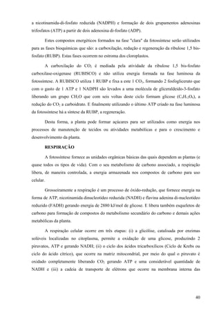 a nicotinamida-di-fosfato reduzida (NADPH) e formação de dois grupamentos adenosinas
trifosfatos (ATP) a partir de dois adenosina di-fosfato (ADP).

       Estes compostos energéticos formados na fase "clara" da fotossíntese serão utilizados
para as fases bioquímicas que são: a carboxilação, redução e regeneração da ribulose 1,5 bis-
fosfato (RUBP). Estas fases ocorrem no estroma dos cloroplastos.

       A carboxilação do CO2 é mediada pela atividade da ribulose 1,5 bis-fosfato
carboxilase-oxigenase (RUBISCO) e não utiliza energia formada na fase luminosa da
fotossíntese. A RUBISCO utiliza 1 RUBP e fixa a este 1 CO2, formando 2 fosfoglicerato que
com o gasto de 1 ATP e 1 NADPH são levados a uma molécula de gliceraldeido-3-fosfato
liberando um grupo CH2O que com seis voltas deste ciclo formam glicose (C6H12O6), a
redução do CO2 a carboidrato. E finalmente utilizando o último ATP criado na fase luminosa
da fotossíntese há a síntese da RUBP, a regeneração.

       Desta forma, a planta pode formar açúcares para ser utilizados como energia nos
processos de manutenção de tecidos ou atividades metabólicas e para o crescimento e
desenvolvimento da planta.

       RESPIRAÇÃO

       A fotossíntese fornece as unidades orgânicas básicas das quais dependem as plantas (e
quase todos os tipos de vida). Com o seu metabolismo de carbono associado, a respiração
libera, de maneira controlada, a energia armazenada nos compostos de carbono para uso
celular.

       Grosseiramente a respiração é um processo de óxido-redução, que fornece energia na
forma de ATP, nicotinamida dinucleotídeo reduzida (NADH) e flavina adenina di-nucleotídeo
reduzido (FADH) gerando energia de 2880 kJ/mol de glicose. E libera também esqueletos de
carbono para formação de compostos do metabolismo secundário do carbono e demais ações
metabólicas da planta.

       A respiração celular ocorre em três etapas: (i) a glicólise, catalisada por enzimas
solúveis localizadas no citoplasma, permite a oxidação de uma glicose, produzindo 2
piruvatos, ATP e gerando NADH; (ii) o ciclo dos ácidos tricarboxílicos (Ciclo de Krebs ou
ciclo do ácido cítrico), que ocorre na matriz mitocondrial, por meio do qual o piruvato é
oxidado completamente liberando CO2 gerando ATP e uma considerável quantidade de
NADH e (iii) a cadeia de transporte de elétrons que ocorre na membrana interna das




                                                                                          40
 