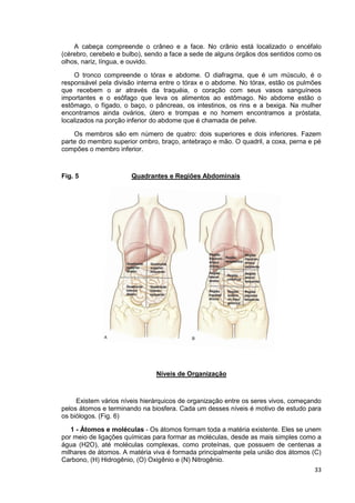 33
A cabeça compreende o crâneo e a face. No crânio está localizado o encéfalo
(cérebro, cerebelo e bulbo), sendo a face a sede de alguns órgãos dos sentidos como os
olhos, nariz, língua, e ouvido.
O tronco compreende o tórax e abdome. O diafragma, que é um músculo, é o
responsável pela divisão interna entre o tórax e o abdome. No tórax, estão os pulmões
que recebem o ar através da traquéia, o coração com seus vasos sanguíneos
importantes e o esôfago que leva os alimentos ao estômago. No abdome estão o
estômago, o fígado, o baço, o pâncreas, os intestinos, os rins e a bexiga. Na mulher
encontramos ainda ovários, útero e trompas e no homem encontramos a próstata,
localizados na porção inferior do abdome que é chamada de pelve.
Os membros são em número de quatro: dois superiores e dois inferiores. Fazem
parte do membro superior ombro, braço, antebraço e mão. O quadril, a coxa, perna e pé
compões o membro inferior.
Fig. 5 Quadrantes e Regiões Abdominais
Níveis de Organização
Existem vários níveis hierárquicos de organização entre os seres vivos, começando
pelos átomos e terminando na biosfera. Cada um desses níveis é motivo de estudo para
os biólogos. (Fig. 6)
1 - Átomos e moléculas - Os átomos formam toda a matéria existente. Eles se unem
por meio de ligações químicas para formar as moléculas, desde as mais simples como a
água (H2O), até moléculas complexas, como proteínas, que possuem de centenas a
milhares de átomos. A matéria viva é formada principalmente pela união dos átomos (C)
Carbono, (H) Hidrogênio, (O) Oxigênio e (N) Nitrogênio.
 