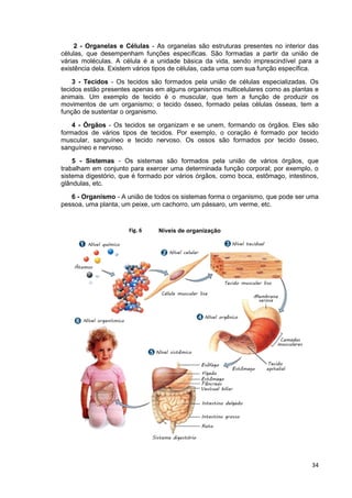 34
2 - Organelas e Células - As organelas são estruturas presentes no interior das
células, que desempenham funções específicas. São formadas a partir da união de
várias moléculas. A célula é a unidade básica da vida, sendo imprescindível para a
existência dela. Existem vários tipos de células, cada uma com sua função específica.
3 - Tecidos - Os tecidos são formados pela união de células especializadas. Os
tecidos estão presentes apenas em alguns organismos multicelulares como as plantas e
animais. Um exemplo de tecido é o muscular, que tem a função de produzir os
movimentos de um organismo; o tecido ósseo, formado pelas células ósseas, tem a
função de sustentar o organismo.
4 - Órgãos - Os tecidos se organizam e se unem, formando os órgãos. Eles são
formados de vários tipos de tecidos. Por exemplo, o coração é formado por tecido
muscular, sanguíneo e tecido nervoso. Os ossos são formados por tecido ósseo,
sanguíneo e nervoso.
5 - Sistemas - Os sistemas são formados pela união de vários órgãos, que
trabalham em conjunto para exercer uma determinada função corporal; por exemplo, o
sistema digestório, que é formado por vários órgãos, como boca, estômago, intestinos,
glândulas, etc.
6 - Organismo - A união de todos os sistemas forma o organismo, que pode ser uma
pessoa, uma planta, um peixe, um cachorro, um pássaro, um verme, etc.
Níveis de organizaçãoFig. 6
 