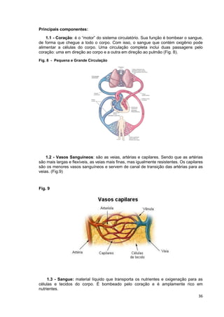 36
Principais componentes:
1.1 - Coração: é o “motor” do sistema circulatório. Sua função é bombear o sangue,
de forma que chegue a todo o corpo. Com isso, o sangue que contém oxigênio pode
alimentar a células do corpo. Uma circulação completa inclui duas passagens pelo
coração: uma em direção ao corpo e a outra em direção ao pulmão (Fig. 8).
Fig. 8 - Pequena e Grande Circulação
1.2 - Vasos Sanguíneos: são as veias, artérias e capilares. Sendo que as artérias
são mais largas e flexíveis, as veias mais finas, mas igualmente resistentes. Os capilares
são os menores vasos sanguíneos e servem de canal de transição das artérias para as
veias. (Fig.9)
Fig. 9
1.3 - Sangue: material líquido que transporta os nutrientes e oxigenação para as
células e tecidos do corpo. É bombeado pelo coração e é amplamente rico em
nutrientes.
 