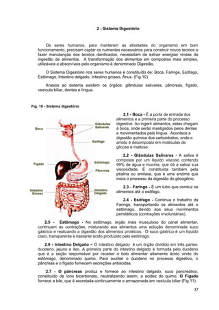 37
2 - Sistema Digestório
Os seres humanos, para manterem as atividades do organismo em bom
funcionamento, precisam captar os nutrientes necessários para construir novos tecidos e
fazer manutenção dos tecidos danificados, necessitam de extrair energias vindas da
ingestão de alimentos. A transformação dos alimentos em compostos mais simples,
utilizáveis e absorvíveis pelo organismo é denominado Digestão.
O Sistema Digestório nos seres humanos é constituído de: Boca, Faringe, Esôfago,
Estômago, Intestino delgado, Intestino grosso, Ânus. (Fig.10)
Anexos ao sistema existem os órgãos: glândulas salivares, pâncreas, fígado,
vesícula biliar, dentes e língua.
Fig. 10 - Sistema digestório
2.1 - Boca - É a porta de entrada dos
alimentos e a primeira parte do processo
digestivo. Ao ingerir alimentos, estes chegam
à boca, onde serão mastigados pelos dentes
e movimentados pela língua. Acontece a
digestão química dos carboidratos, onde o
amido é decomposto em moléculas de
glicose e maltose.
2.2 - Glândulas Salivares - A saliva é
composta por um líquido viscoso contendo
99% de água e mucina, que dá a saliva sua
viscosidade. É constituída também pela
ptialina ou amilase, que é uma enzima que
inicia o processo da digestão do glicogênio.
2.3 - Faringe - É um tubo que conduz os
alimentos até o esôfago.
2.4 - Esôfago - Continua o trabalho da
Faringe, transportando os alimentos até o
estômago, devido aos seus movimentos
peristálticos (contrações involuntárias).
2.5 - Estômago - No estômago, órgão mais musculoso do canal alimentar,
continuam as contrações, misturando aos alimentos uma solução denominada suco
gástrico e realizando a digestão dos alimentos protéicos. O suco gástrico é um líquido
claro, transparente e bastante ácido produzido pelo estômago.
2.6 - Intestino Delgado – O intestino delgado é um órgão dividido em três partes:
duodeno, jejuno e íleo. A primeira parte do intestino delgado é formada pelo duodeno
que é a seção responsável por receber o bolo alimentar altamente ácido vindo do
estômago, denominado quimo. Para auxiliar o duodeno no processo digestivo, o
pâncreas e o fígado fornecem secreções antiácidas.
2.7 - O pâncreas produz e fornece ao intestino delgado, suco pancreático,
constituído de íons bicarbonato, neutralizando assim, a acidez do quimo. O Fígado
fornece a bile, que é secretada continuamente e armazenada em vesícula biliar (Fig.11)
 