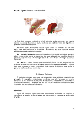 38
Fig. 11 – Fígado, Pâncreas e Vesícula Biliar
Ao final deste processo no intestino, o bolo alimentar se transforma em um material
escuro e pastoso denominado quilo, contendo os produtos finais da digestão de
proteínas, carboidratos e lipídios.
As últimas partes do intestino delgado, jejuno e íleo, são formados por um canal
longo onde são absorvidos os nutrientes. Apresentam em sua superfície interna,
vilosidades que são vários dobramentos.
2.8 - Intestino Grosso - O intestino grosso é um órgão divido em três partes: ceco,
cólon e reto, onde ocorre a reabsorção de água, absorção de eletrólitos (sódio e
potássio), decomposição e fermentação dos restos alimentares, e formação e acúmulo
das fezes.
2.9 - Ânus - A última e menor parte do intestino grosso é o reto, responsável por
acumular as fezes, até que o ânus as libere, finalizando o processo da digestão. Durante
todo esse processo, o muco é secretado pela mucosa do intestino para facilitar o
percurso das fezes até sua eliminação.
3 - Sistema Endócrino
É conjunto de órgãos (glândulas) que apresentam como atividade característica a
produção de secreções denominadas hormônios, que são lançados na corrente
sanguínea e irão atuar em outra parte do organismo, controlando ou auxiliando no
controle de sua função. Os órgãos que têm sua função controlada e/ou regulada pelos
hormônios são denominados órgãos-alvo.
Glândulas
Alguns dos principais órgãos produtores de hormônios no homem são a hipófise, o
hipotálamo, a tireóide, as paratireóides, as supra-renais, o pâncreas e as gônadas
(Fig.12)
 