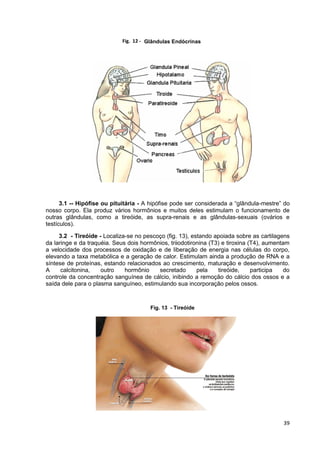 39
Glândulas Endócrinas
3.1 -- Hipófise ou pituitária - A hipófise pode ser considerada a “glândula-mestre” do
nosso corpo. Ela produz vários hormônios e muitos deles estimulam o funcionamento de
outras glândulas, como a tireóide, as supra-renais e as glândulas-sexuais (ovários e
testículos).
3.2 - Tireóide - Localiza-se no pescoço (fig. 13), estando apoiada sobre as cartilagens
da laringe e da traquéia. Seus dois hormônios, triiodotironina (T3) e tiroxina (T4), aumentam
a velocidade dos processos de oxidação e de liberação de energia nas células do corpo,
elevando a taxa metabólica e a geração de calor. Estimulam ainda a produção de RNA e a
síntese de proteínas, estando relacionados ao crescimento, maturação e desenvolvimento.
A calcitonina, outro hormônio secretado pela tireóide, participa do
controle da concentração sanguínea de cálcio, inibindo a remoção do cálcio dos ossos e a
saída dele para o plasma sanguíneo, estimulando sua incorporação pelos ossos.
Fig. 13 - Tireóide
Fig. 12 -
 
