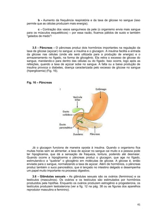 41
b - Aumento da frequência respiratória e da taxa de glicose no sangue (isso
permite que as células produzam mais energia);
c - Contração dos vasos sanguíneos da pele (o organismo envia mais sangue
para os músculos esqueléticos) – por essa razão, ficamos pálidos de susto e também
“gelados de medo”!
3.5 - Pâncreas - O pâncreas produz dois hormônios importantes na regulação da
taxa de glicose (açúcar) no sangue: a insulina e o glucagon. A insulina facilita a entrada
da glicose nas células (onde ela será utilizada para a produção de energia) e o
armazenamento no fígado, na forma de glicogênio. Ela retira o excesso de glicose do
sangue, mandando-o para dentro das células ou do fígado. Isso ocorre, logo após as
refeições, quando a taxa de açúcar sobe no sangue. A falta ou a baixa produção de
insulina provoca o diabetes, doença caracterizada pelo excesso de glicose no sangue
(hiperglicemia) (Fig. 16).
Fig. 16 – Pâncreas
Já o glucagon funciona de maneira oposta à insulina. Quando o organismo fica
muitas horas sem se alimentar, a taxa de açúcar no sangue cai muito e a pessoa pode
ter hipoglicemia, que dá a sensação de fraqueza, tontura, podendo até desmaiar.
Quando ocorre a hipoglicemia o pâncreas produz o glucagon, que age no fígado,
estimulando-o a “quebrar” o glicogênio em moléculas de glicose. A glicose é, então
enviada para o sangue, normalizando a taxa de açúcar. Além de hormônios, o pâncreas
produz também o suco pancreático, que é lançado no intestino delgado e desempenha
um papel muito importante no processo digestivo.
3.6 - Glândulas sexuais - As glândulas sexuais são os ovários (femininos) e os
testículos (masculinos). Os ovários e os testículos são estimulados por hormônios
produzidos pela hipófise. Enquanto os ovários produzem estrogênio e progesterona, os
testículos produzem testosterona (ver a fig. 12 na pág. 38 ou as figuras dos aparelhos
reprodutor masculino e feminino).
 