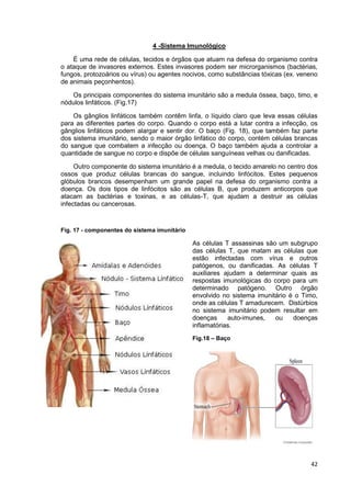 42
4 -Sistema Imunológico
É uma rede de células, tecidos e órgãos que atuam na defesa do organismo contra
o ataque de invasores externos. Estes invasores podem ser microrganismos (bactérias,
fungos, protozoários ou vírus) ou agentes nocivos, como substâncias tóxicas (ex. veneno
de animais peçonhentos).
Os principais componentes do sistema imunitário são a medula óssea, baço, timo, e
nódulos linfáticos. (Fig.17)
Os gânglios linfáticos também contêm linfa, o líquido claro que leva essas células
para as diferentes partes do corpo. Quando o corpo está a lutar contra a infecção, os
gânglios linfáticos podem alargar e sentir dor. O baço (Fig. 18), que também faz parte
dos sistema imunitário, sendo o maior órgão linfático do corpo, contém células brancas
do sangue que combatem a infecção ou doença. O baço também ajuda a controlar a
quantidade de sangue no corpo e dispõe de células sanguíneas velhas ou danificadas.
Outro componente do sistema imunitário é a medula, o tecido amarelo no centro dos
ossos que produz células brancas do sangue, incluindo linfócitos. Estes pequenos
glóbulos brancos desempenham um grande papel na defesa do organismo contra a
doença. Os dois tipos de linfócitos são as células B, que produzem anticorpos que
atacam as bactérias e toxinas, e as células-T, que ajudam a destruir as células
infectadas ou cancerosas.
Fig. 17 - componentes do sistema imunitário
As células T assassinas são um subgrupo
das células T, que matam as células que
estão infectadas com vírus e outros
patógenos, ou danificadas. As células T
auxiliares ajudam a determinar quais as
respostas imunológicas do corpo para um
determinado patógeno. Outro órgão
envolvido no sistema imunitário é o Timo,
onde as células T amadurecem. Distúrbios
no sistema imunitário podem resultar em
doenças auto-imunes, ou doenças
inflamatórias.
Fig.18 – Baço
 