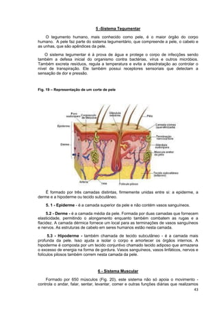 43
5 -Sistema Tegumentar
O tegumento humano, mais conhecido como pele, é o maior órgão do corpo
humano. A pele faz parte do sistema tegumentário, que compreende a pele, o cabelo e
as unhas, que são apêndices da pele.
O sistema tegumentar é à prova de água e protege o corpo de infecções sendo
também a defesa inicial do organismo contra bactérias, vírus e outros micróbios.
Também excreta resíduos, regula a temperatura e evita a desidratação ao controlar o
nível de transpiração. Ele também possui receptores sensoriais que detectam a
sensação de dor e pressão.
Fig. 19 – Representação de um corte de pele
É formado por três camadas distintas, firmemente unidas entre si: a epiderme, a
derme e a hipoderme ou tecido subcutâneo.
5. 1 - Epiderme - é a camada superior da pele e não contém vasos sanguíneos.
5.2 - Derme - é a camada média da pele. Formada por duas camadas que fornecem
elasticidade, permitindo o alongamento enquanto também combatem as rugas e a
flacidez. A camada dérmica fornece um local para as terminações de vasos sanguíneos
e nervos. As estruturas de cabelo em seres humanos estão nesta camada.
5.3 - Hipoderme - também chamada de tecido subcutâneo - é a camada mais
profunda da pele. Isso ajuda a isolar o corpo e amortecer os órgãos internos. A
hipoderme é composta por um tecido conjuntivo chamado tecido adiposo que armazena
o excesso de energia na forma de gordura. Vasos sanguíneos, vasos linfáticos, nervos e
folículos pilosos também correm nesta camada da pele.
6 - Sistema Muscular
Formado por 650 músculos (Fig. 20), este sistema não só apoia o movimento -
controla o andar, falar, sentar, levantar, comer e outras funções diárias que realizamos
 