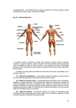44
conscientemente -, mas também ajuda a manter a postura e a circular o sangue e outras
substâncias por todo o corpo, entre outras funções.
Fig. 20 – Sistema Muscular
O sistema nervoso controla as ações dos músculos, embora alguns músculos,
incluindo o músculo cardíaco, podem funcionar de forma autónoma. Os músculos são
mais da metade do peso do corpo humano, e as pessoas que fazem musculação
pesada, muitas vezes ganham peso porque o músculo é cerca de três vezes mais denso
que a gordura.
O sistema muscular pode ser dividido em três tipos de músculos: esquelético, liso e
cardíaco. (Fig. 21)
6.1 - Músculos esqueléticos – único tecido muscular voluntário no corpo humano
que controla cada ação que uma pessoa conscientemente executa.
6.2 - Músculo visceral ou liso - é encontrado dentro de órgãos como o estômago,
intestinos e vasos sanguíneos. Ele é chamado de músculo liso, porque ao contrário do
músculo esquelético, não tem a aparência unida. Sendo os mais fracos de todos os
tecidos musculares. Os músculos viscerais enviam sinais para contrair de forma a mover
substâncias através do órgão. É conhecido como músculo involuntário, uma vez que não
pode ser controlado de forma consciente.
6.3 - Músculo cardíaco - Encontrado apenas no coração, é responsável pelo
bombeamento de sangue para todo o corpo. Assim como os músculos viscerais, o tecido
muscular cardíaco é controlado involuntariamente
 