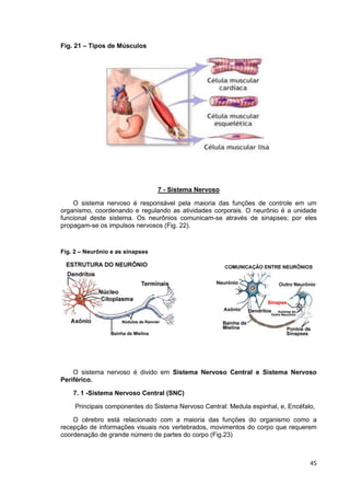 45
Fig. 21 – Tipos de Músculos
7 - Sistema Nervoso
O sistema nervoso é responsável pela maioria das funções de controle em um
organismo, coordenando e regulando as atividades corporais. O neurônio é a unidade
funcional deste sistema. Os neurônios comunicam-se através de sinapses; por eles
propagam-se os impulsos nervosos (Fig. 22).
Fig. 2 – Neurônio e as sinapses
O sistema nervoso é divido em Sistema Nervoso Central e Sistema Nervoso
Periférico.
7. 1 -Sistema Nervoso Central (SNC)
Principais componentes do Sistema Nervoso Central: Medula espinhal, e, Encéfalo,
O cérebro está relacionado com a maioria das funções do organismo como a
recepção de informações visuais nos vertebrados, movimentos do corpo que requerem
coordenação de grande número de partes do corpo (Fig.23)
 